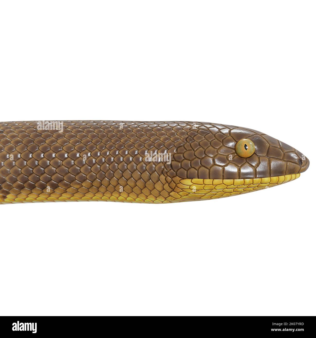 Malayan Krait 3D Illustration Stockfoto