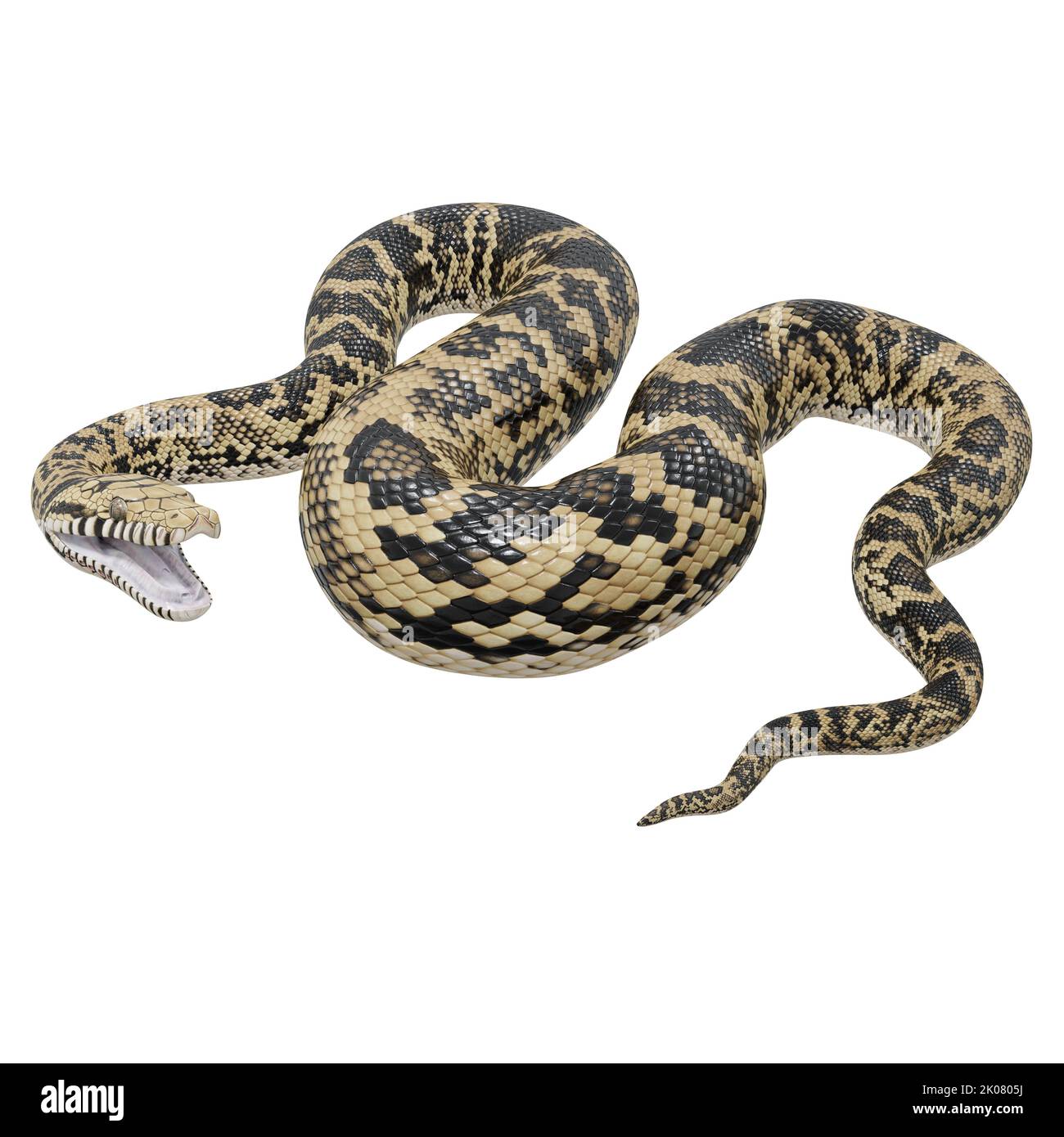 Abbildung: Scrub Python 3D. Stockfoto