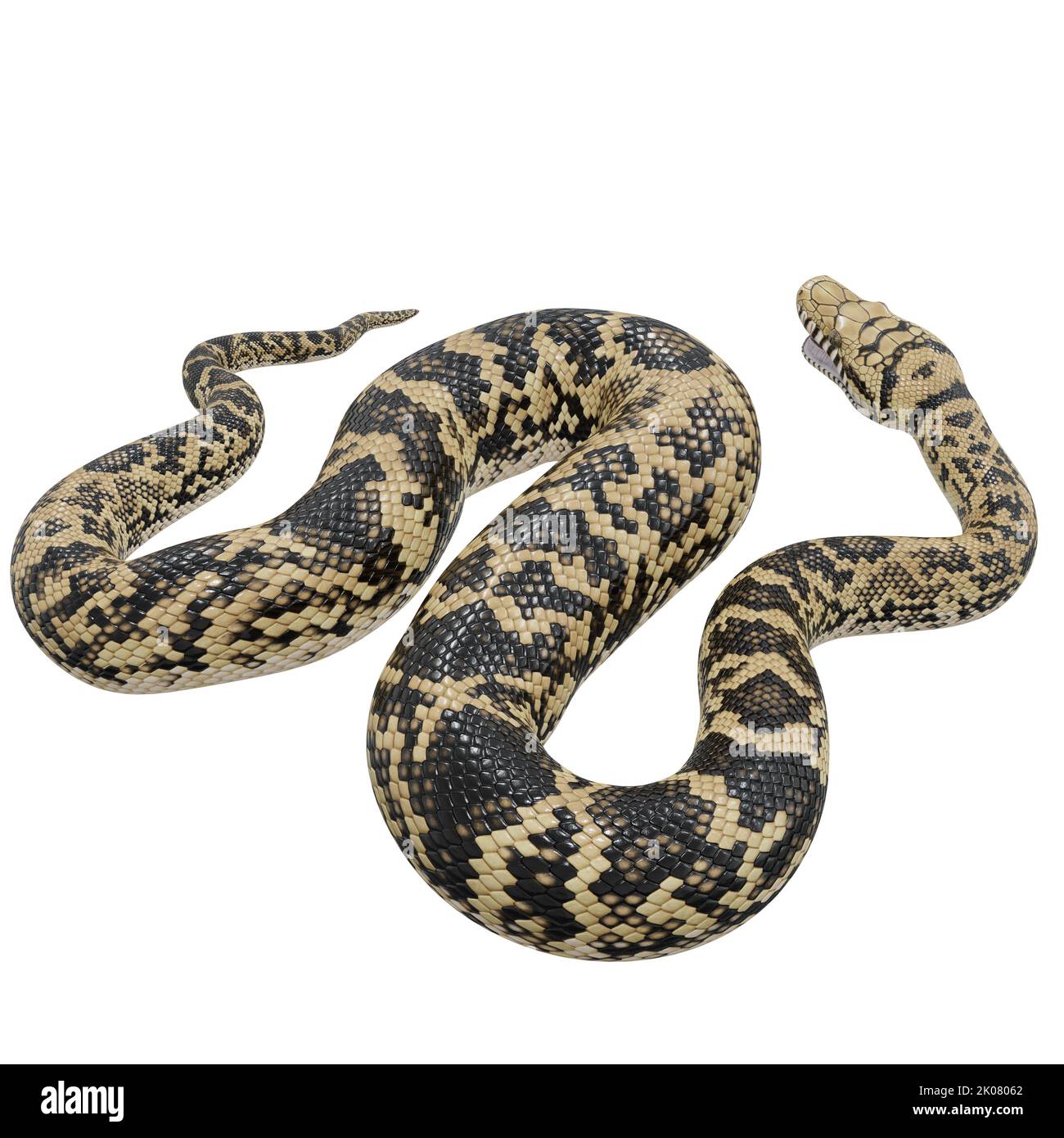 Abbildung: Scrub Python 3D. Stockfoto