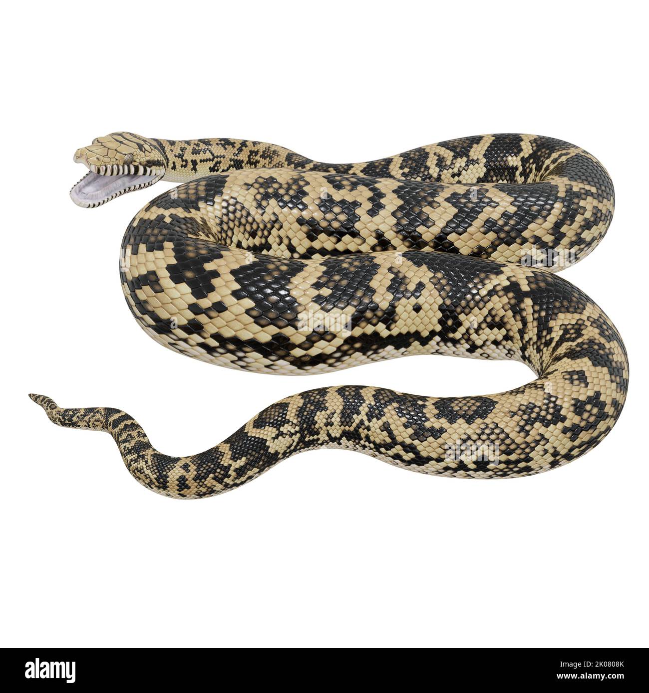Abbildung: Scrub Python 3D. Stockfoto