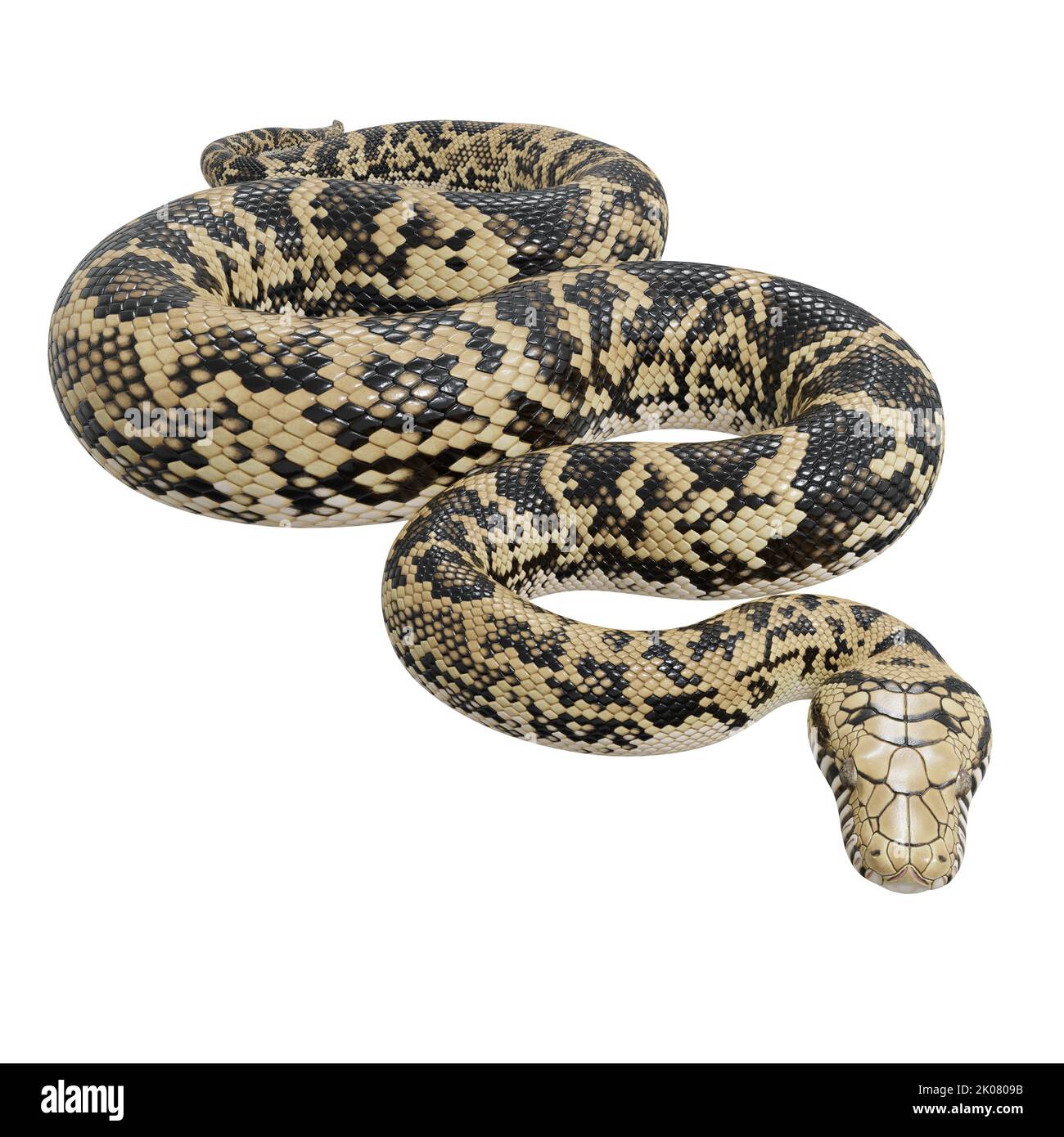 Abbildung: Scrub Python 3D. Stockfoto