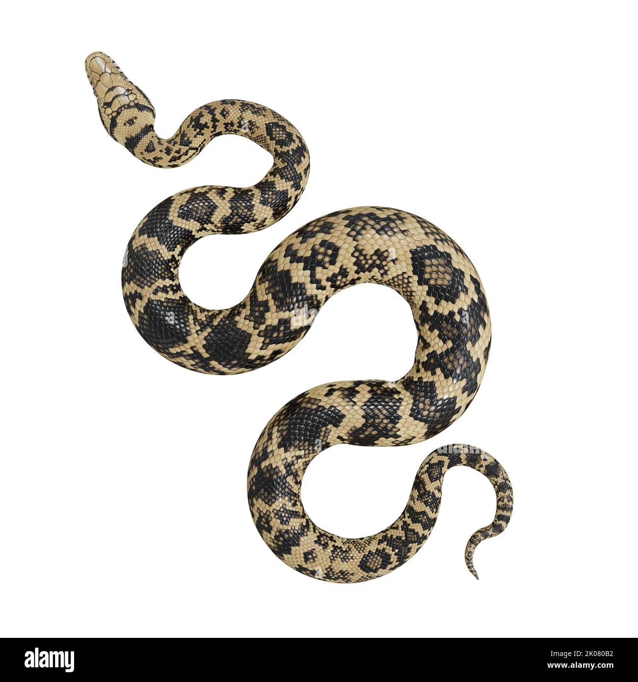 Abbildung: Scrub Python 3D. Stockfoto