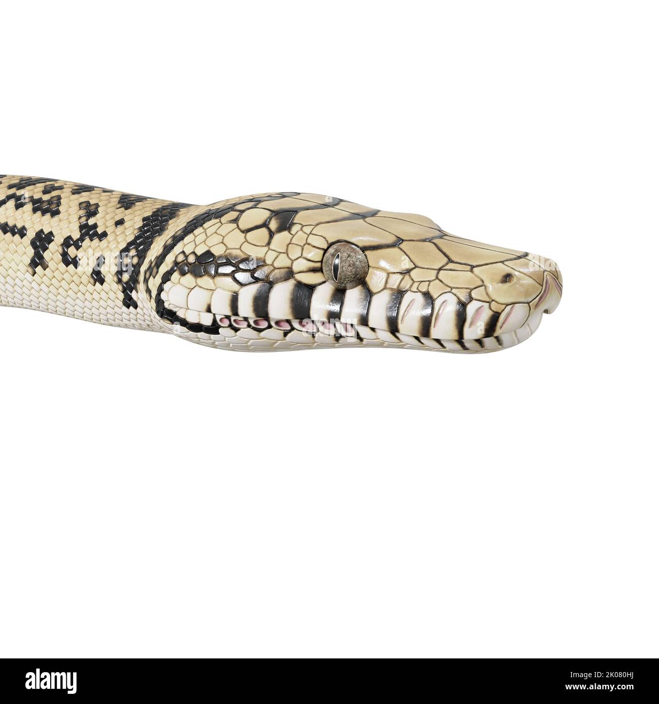 Abbildung: Scrub Python 3D. Stockfoto