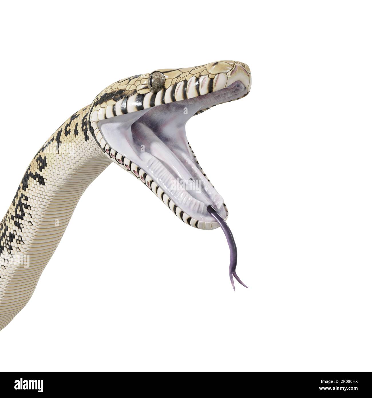 Abbildung: Scrub Python 3D. Stockfoto