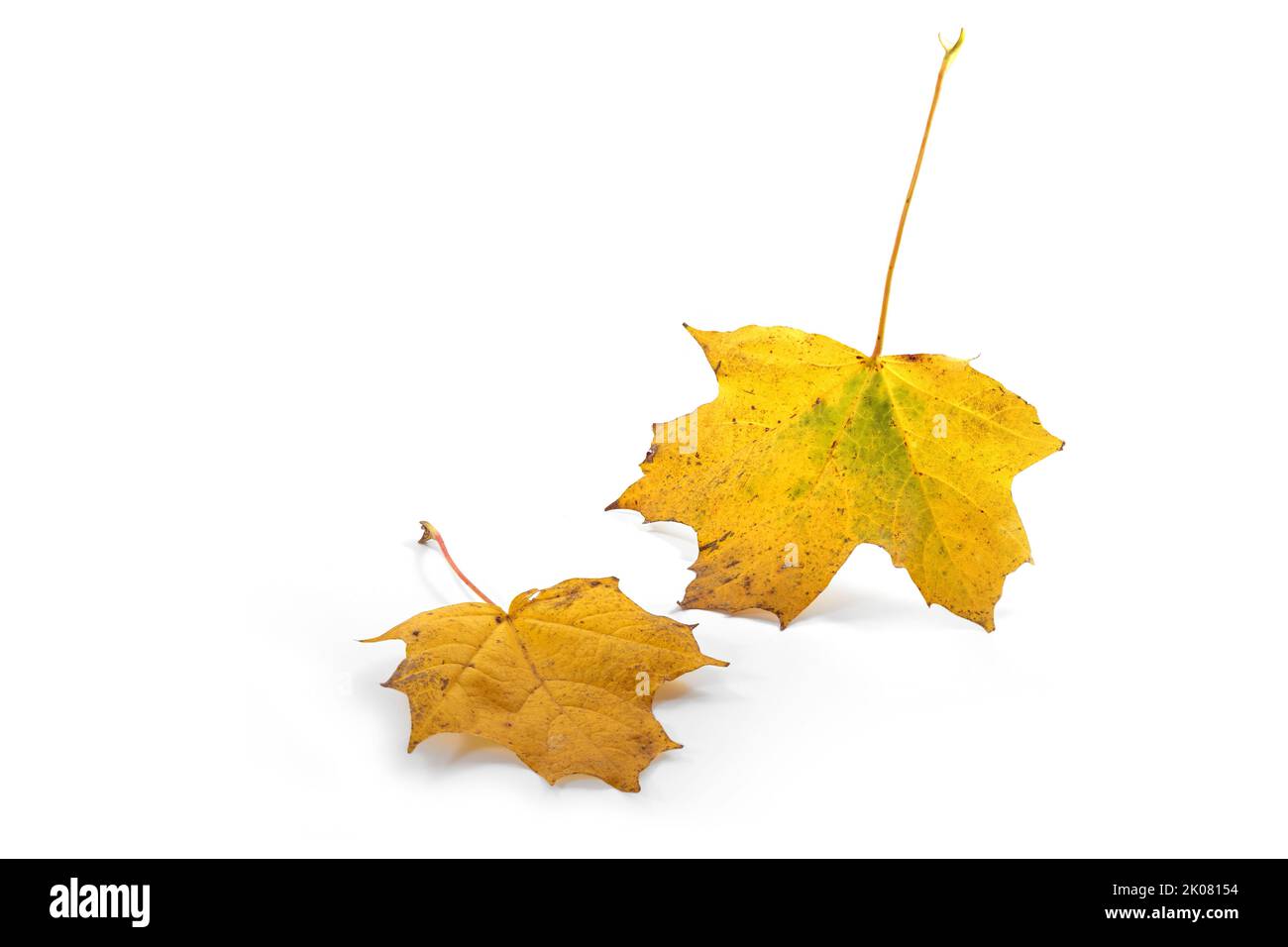 Zwei goldgelbe Ahornblätter fallen herunter, isoliert mit kleinen Schatten auf weißem Hintergrund, Herbststill-Leben als saisonale Grußkarte, Kopie sp Stockfoto