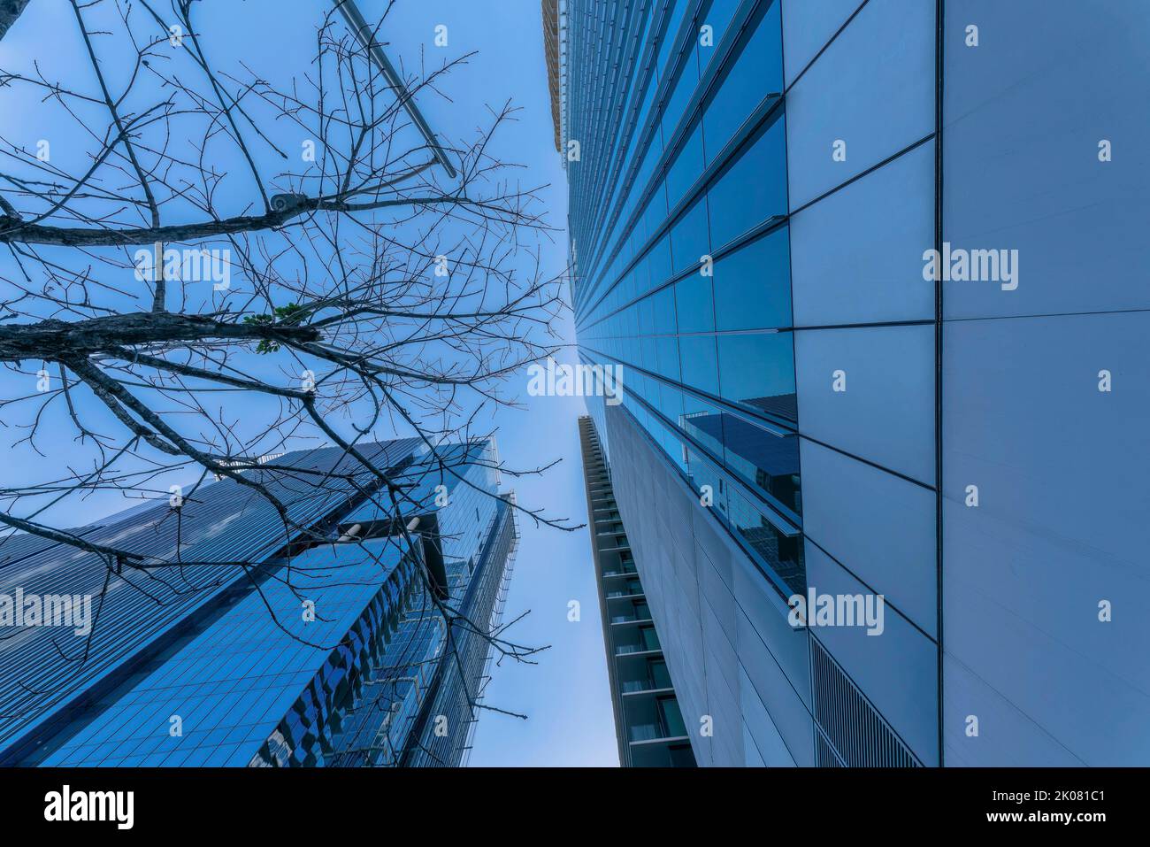 Wolkenkratzer und blattloser Baum vor blauem Himmel in Austin, Texas. Blick auf das Äußere moderner Gebäude mit Glasfenstern, die Stockfoto