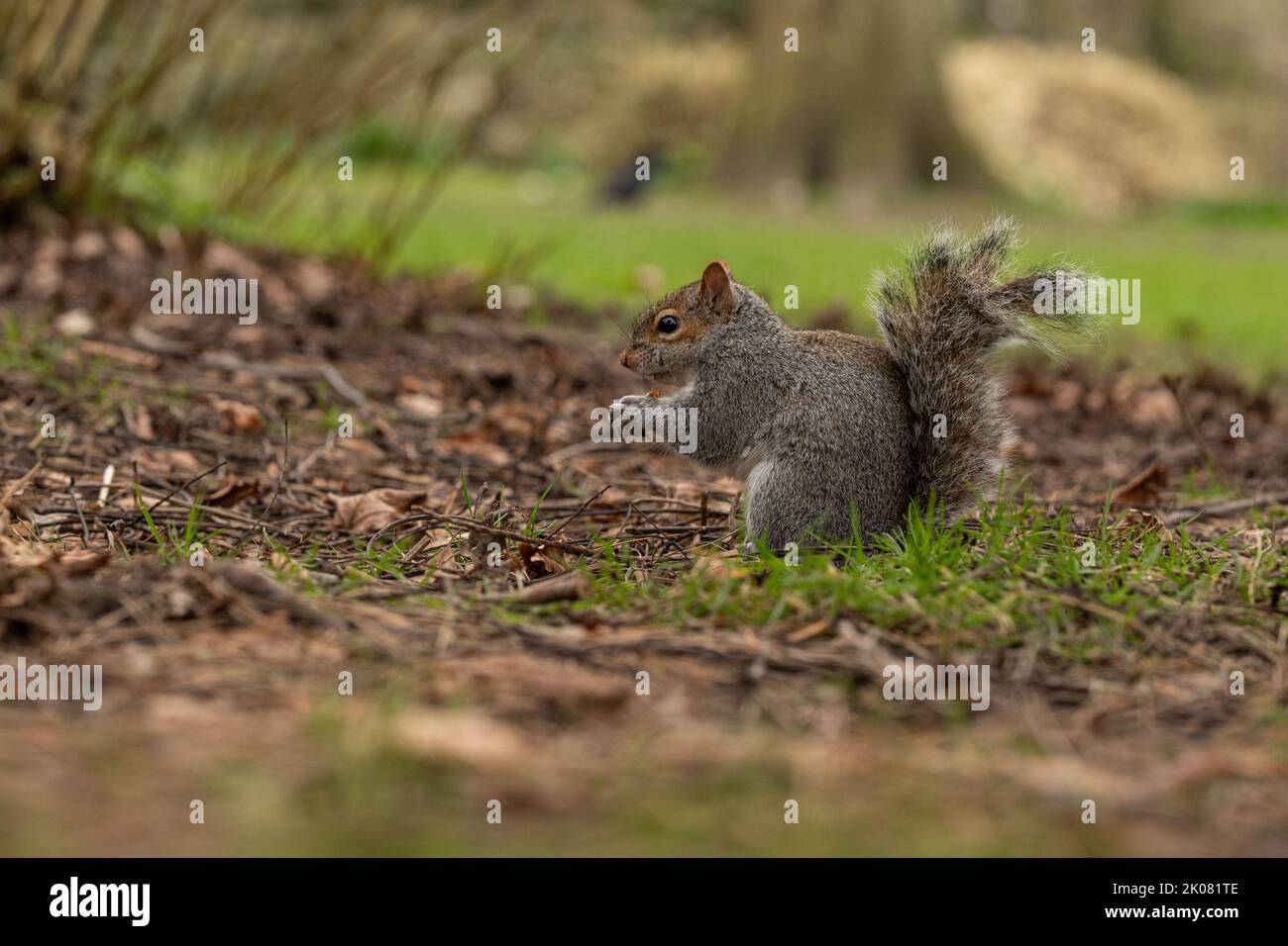 Nahaufnahmen von einem Grauhörnchen, das in einem Park auf dem Boden gefressen und Erdnüsse gegessen hat Stockfoto