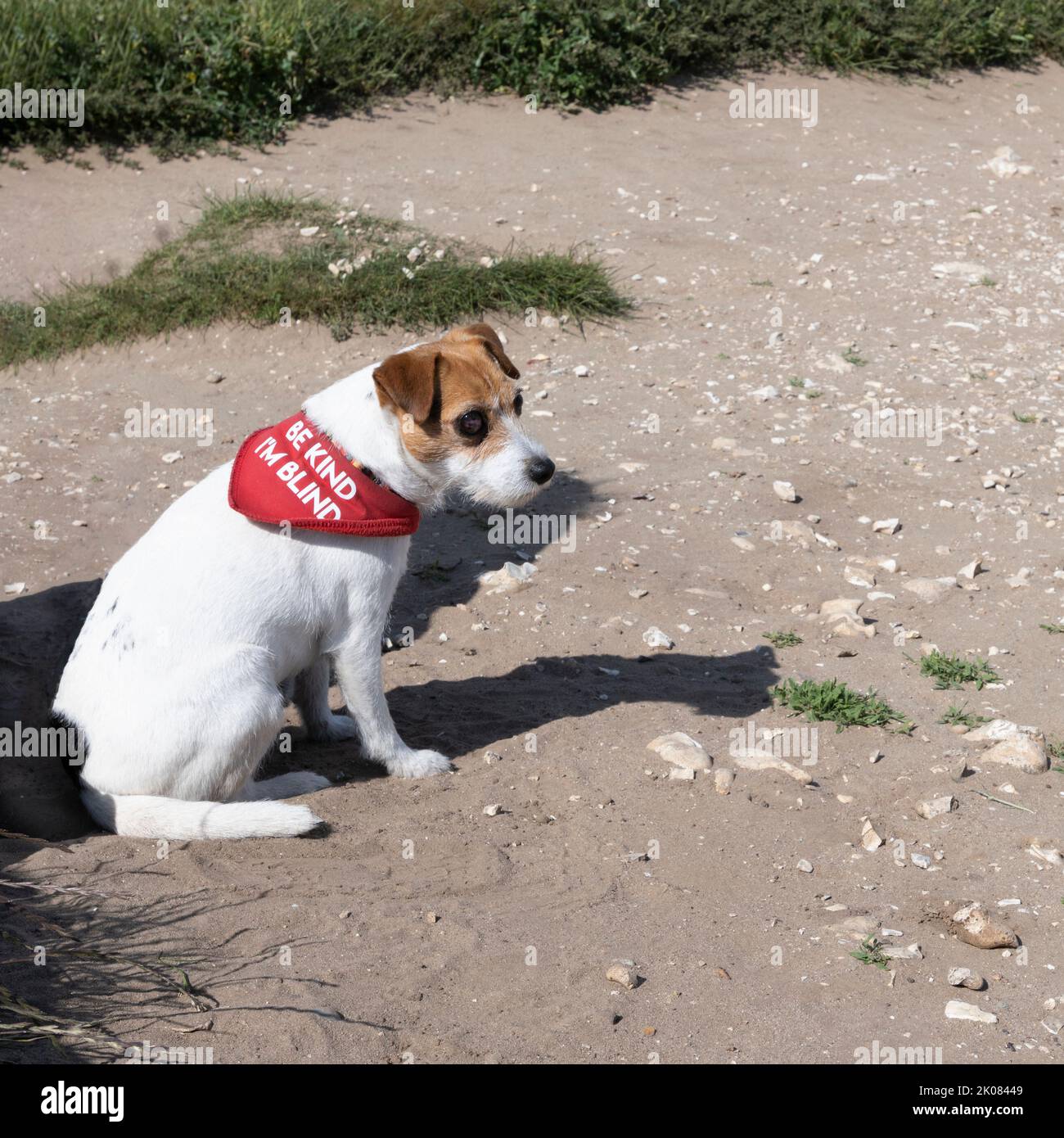 Blinder Hund mit Nackentuch, der sagt: „Sei gütig, ich bin blind“ Stockfoto