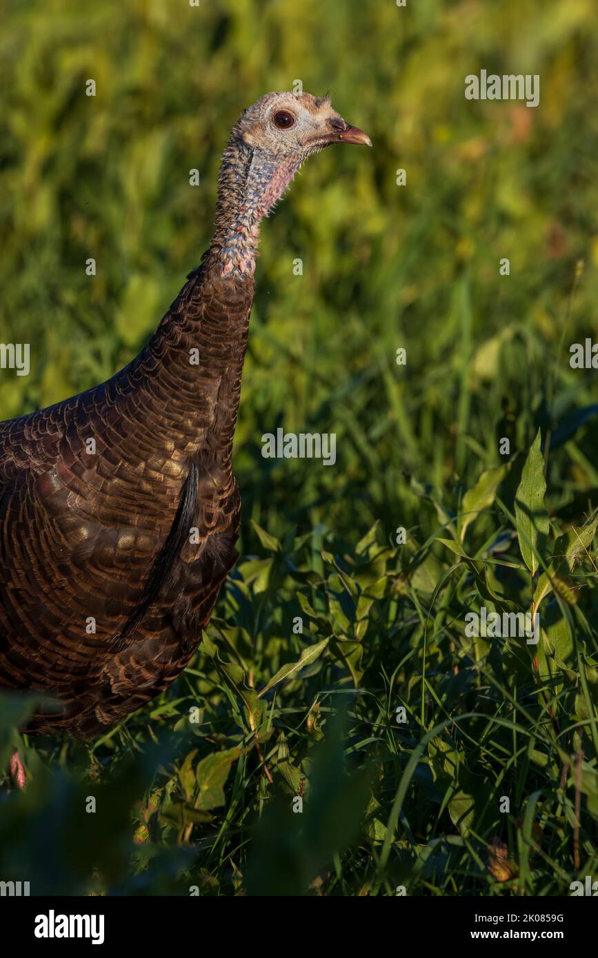 Henne die türkei mit einem langen Bart im Norden von Wisconsin. Stockfoto