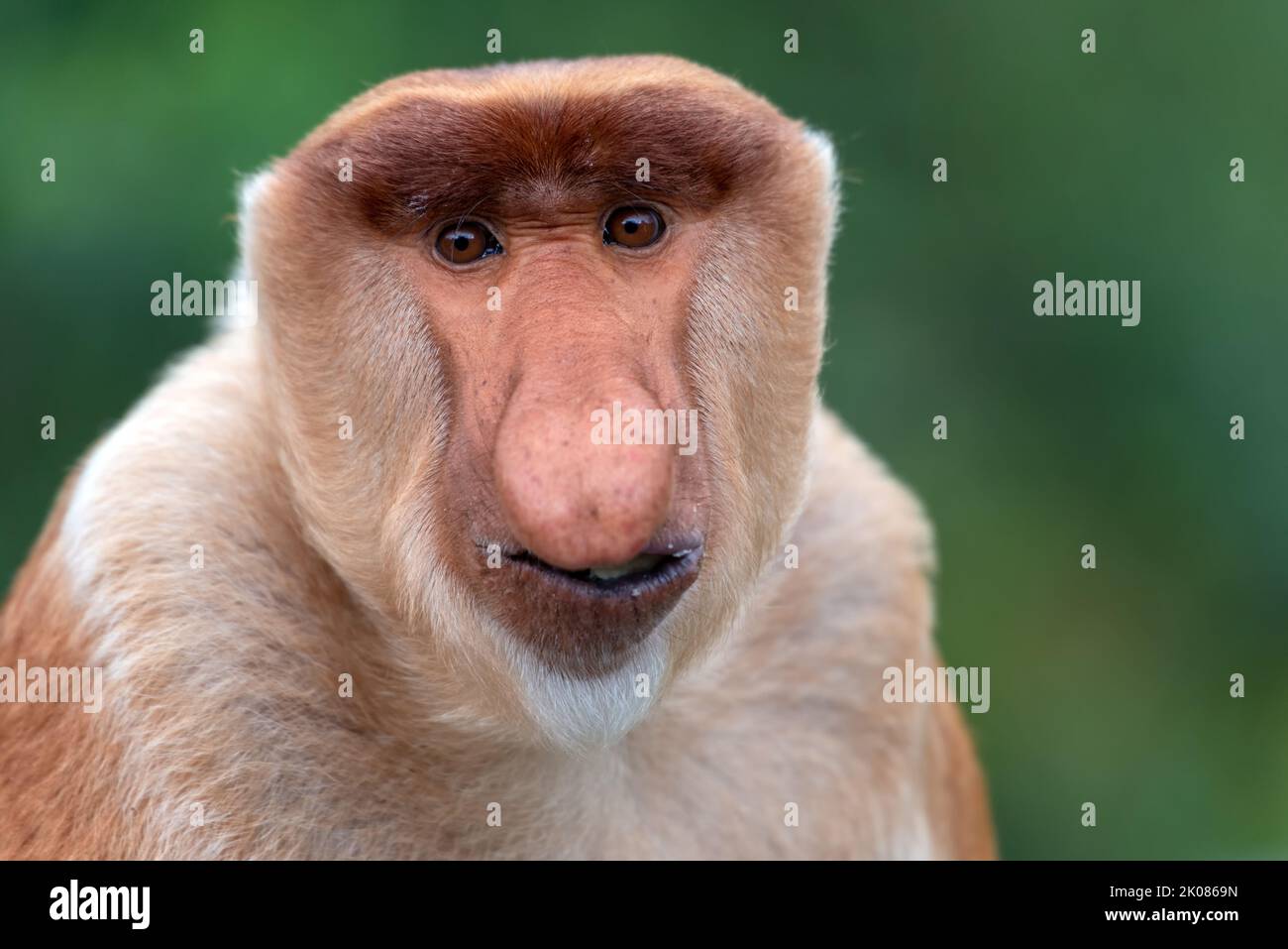 Porträt des männlichen Proboscis-Affen (Nasalis Larvatus) Stockfoto