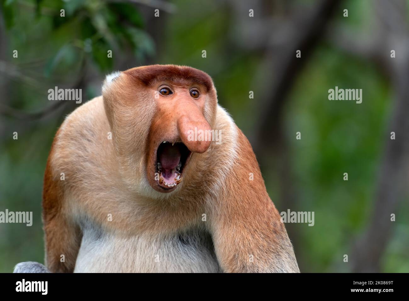 Porträt eines aggressiven männlichen Proboscis-Affen (nasalis larvatus) in Sabah Borneo Malaysia Stockfoto
