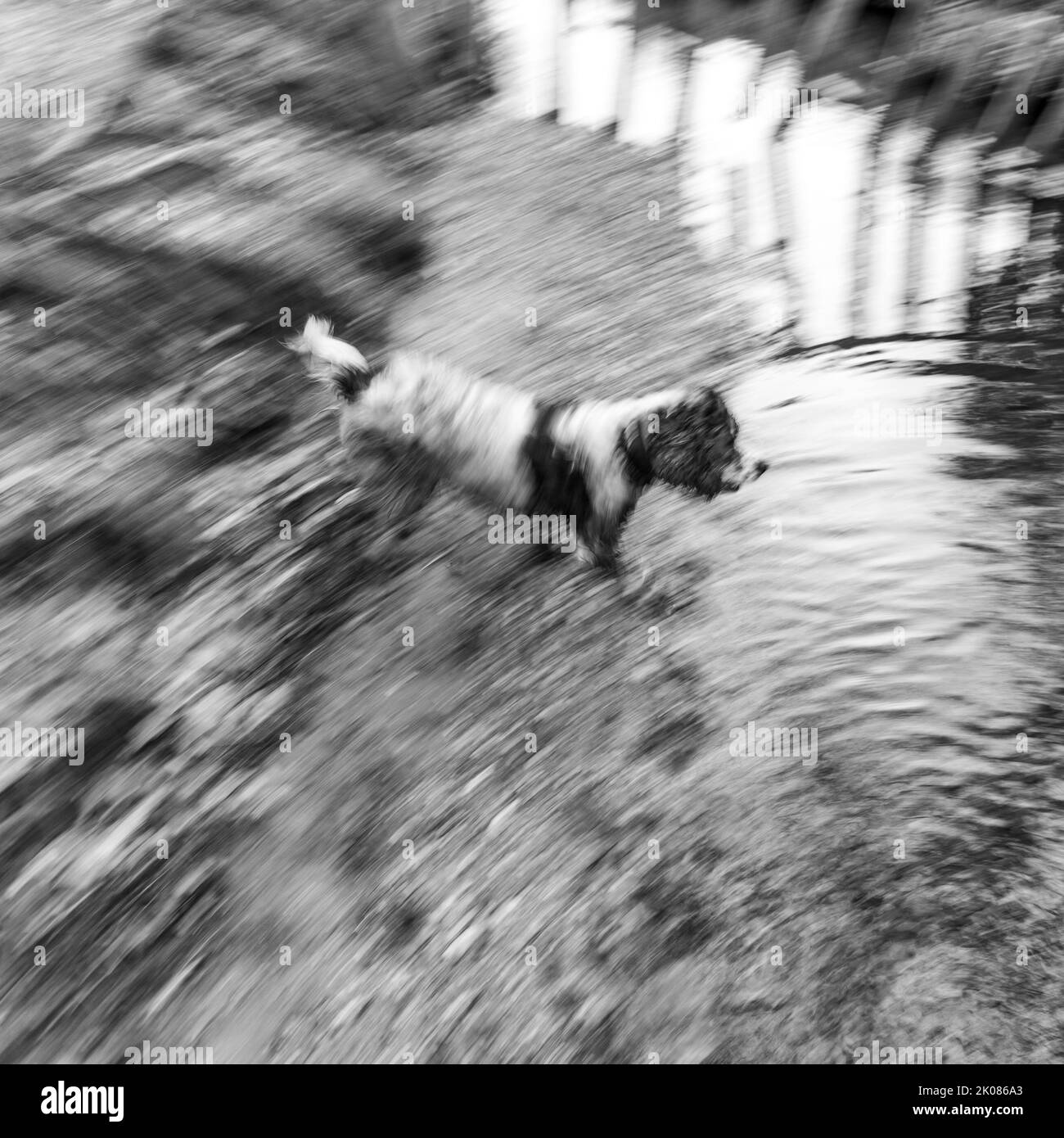 Hund im Wasser, schwarz und weiß, verschwommene Bewegung Stockfoto