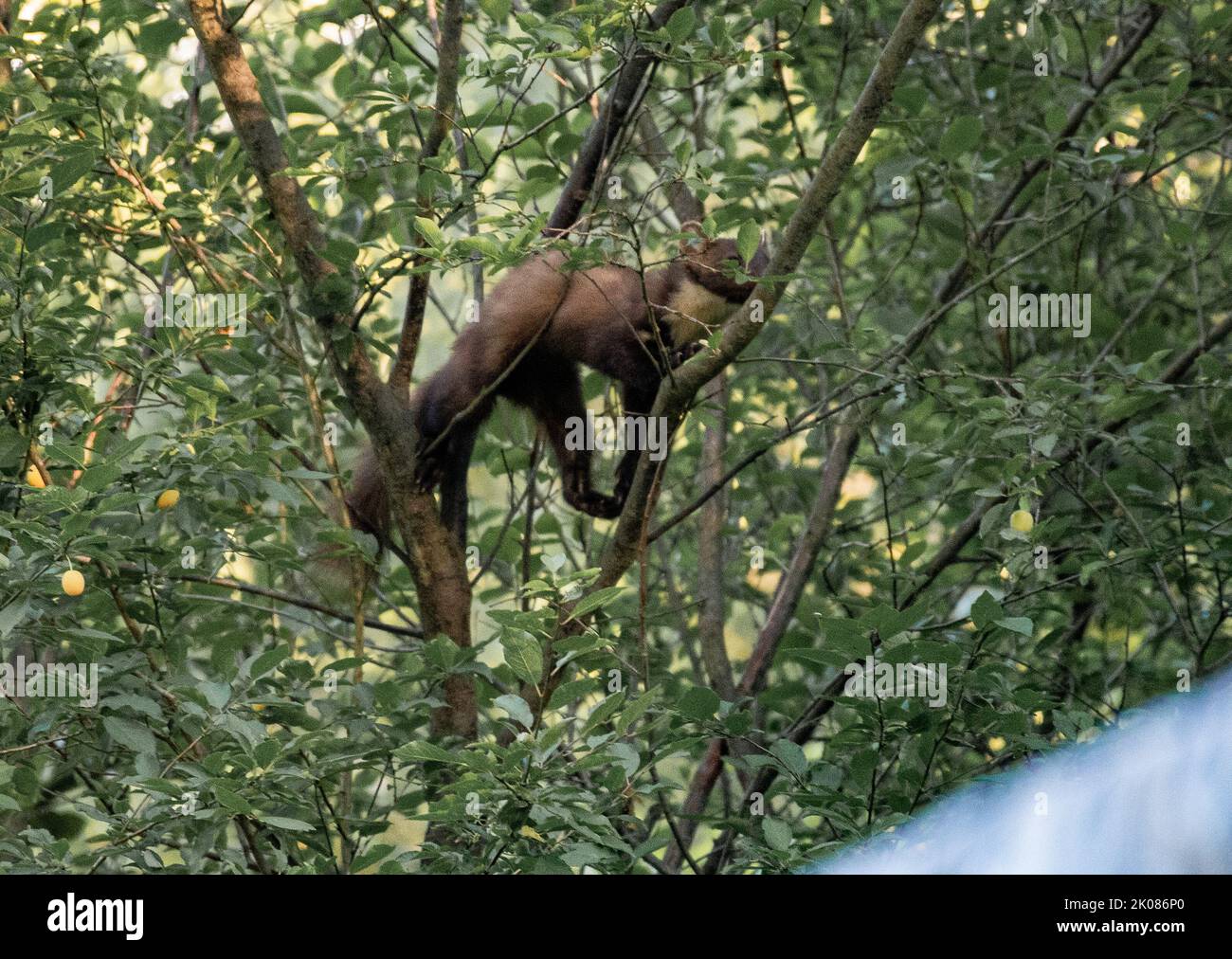 Marder auf der Nahrungssuche, klettert in einem Pflaumenbaum Stockfoto