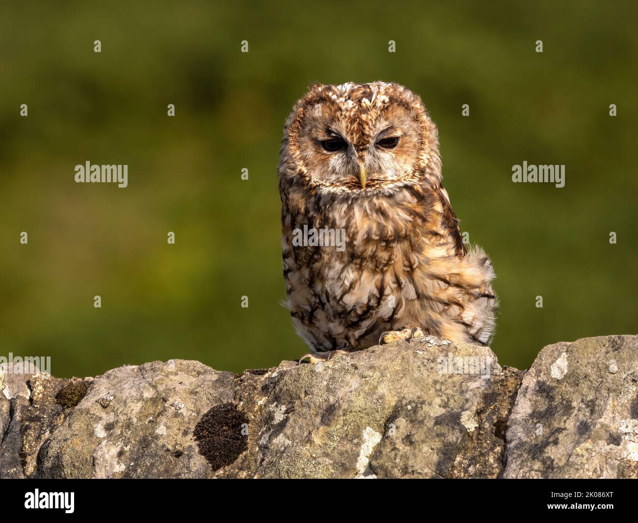 Tawny Owl auf rustikalen Steinmauer thront Stockfoto