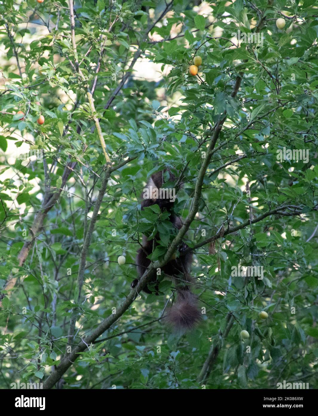 Marder auf der Nahrungssuche, klettert in einem Pflaumenbaum Stockfoto