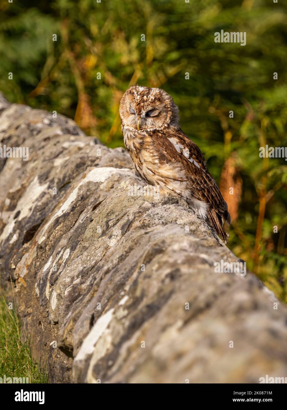 Tawny Owl auf rustikalen Steinmauer thront Stockfoto