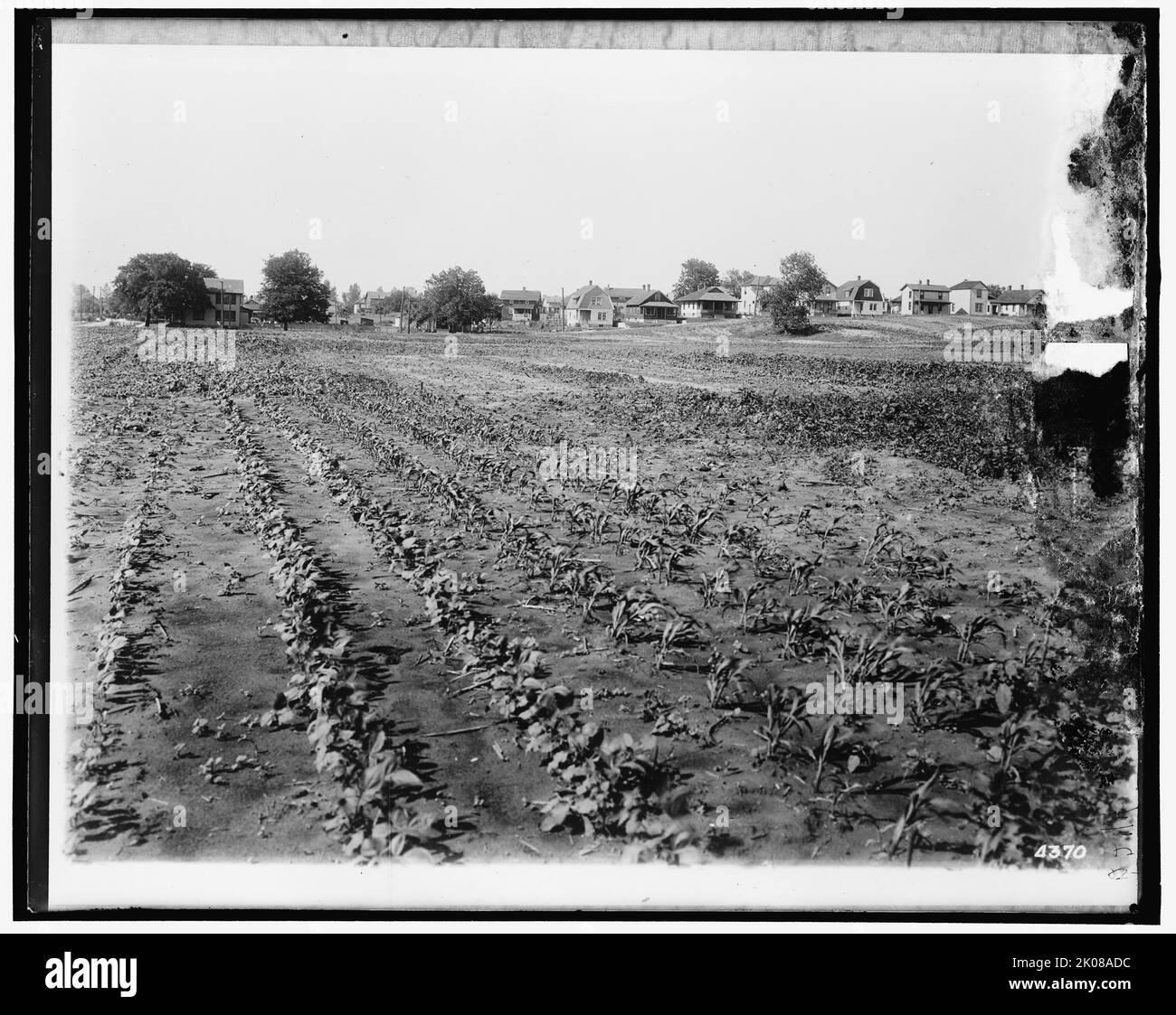 Food shortage world war one Fotos und Bildmaterial in hoher Auflösung