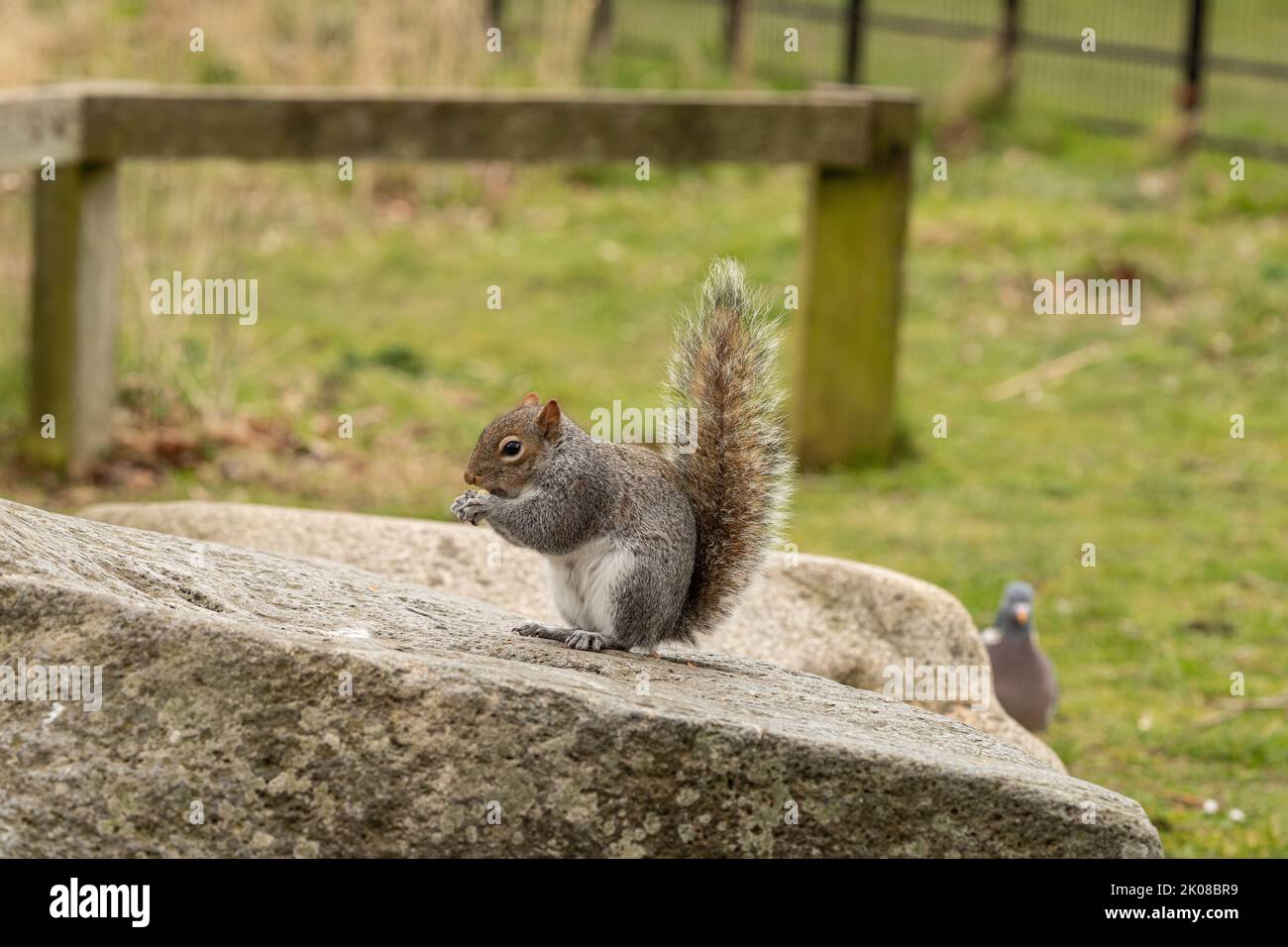 Graue Eichhörnchen, die im Park eine Erdnuss fressen, während sie auf einem Felsen sitzen Stockfoto