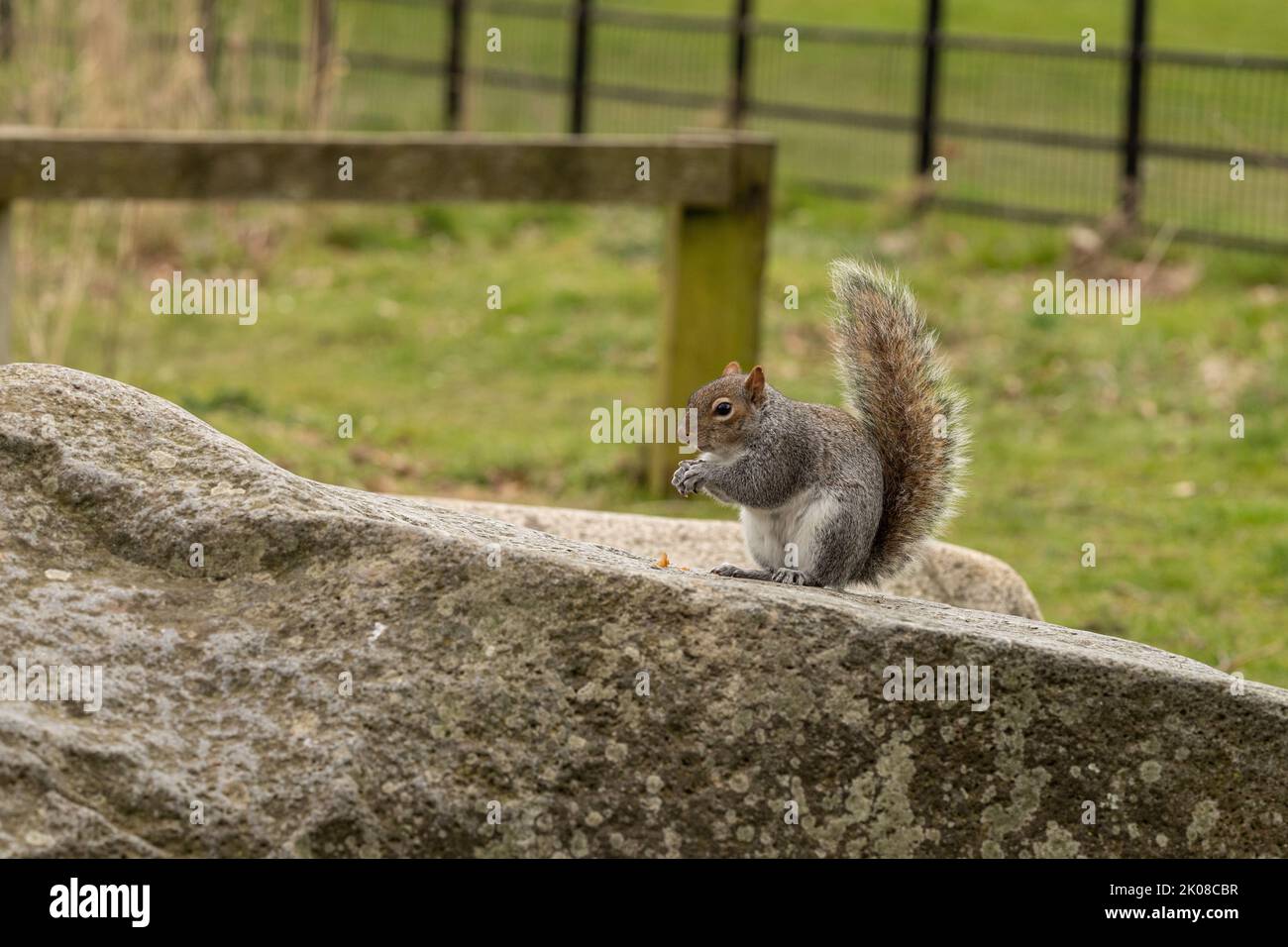 Graue Eichhörnchen, die im Park eine Erdnuss fressen, während sie auf einem Felsen sitzen Stockfoto