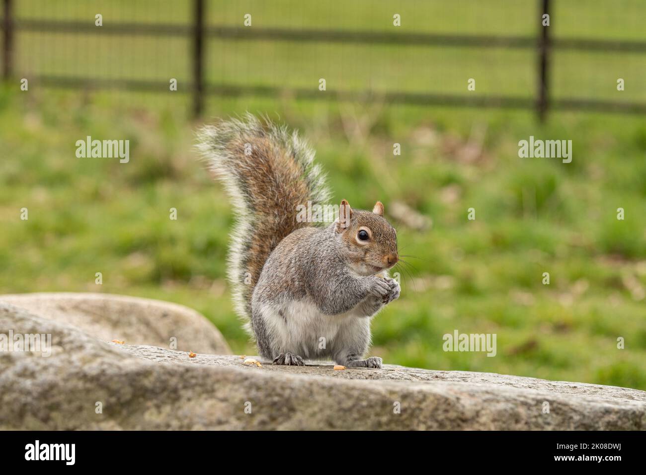 Graue Eichhörnchen, die im Park eine Erdnuss fressen, während sie auf einem Felsen sitzen Stockfoto