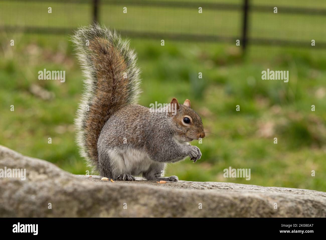 Graue Eichhörnchen, die im Park eine Erdnuss fressen, während sie auf einem Felsen sitzen Stockfoto