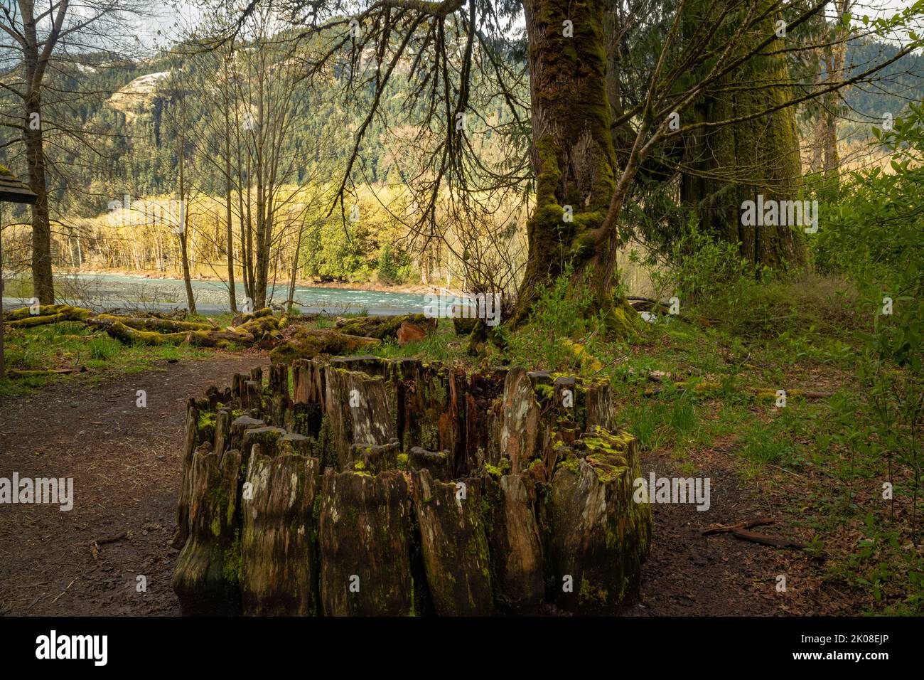 WA21981-00...WASHINGTON - Stumpf aus einer massiven Western Red Cedar am Madison Falls Trailhead im Elwha River Valley des Olympic National Park. Stockfoto