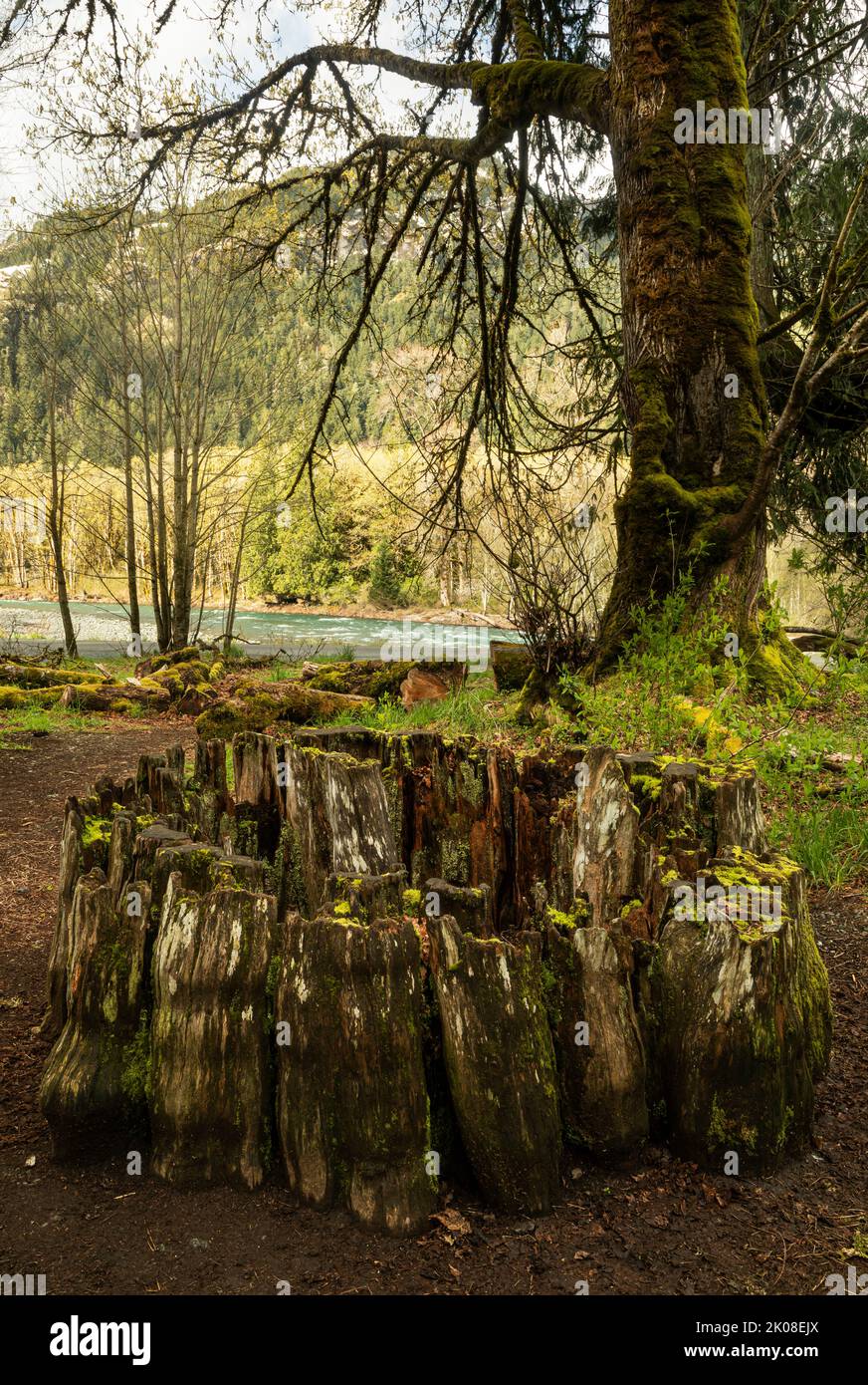 WA21982-00...WASHINGTON - Stumpf aus einer massiven Western Red Cedar am Madison Falls Trailhead im Elwha River Valley des Olympic National Park. Stockfoto