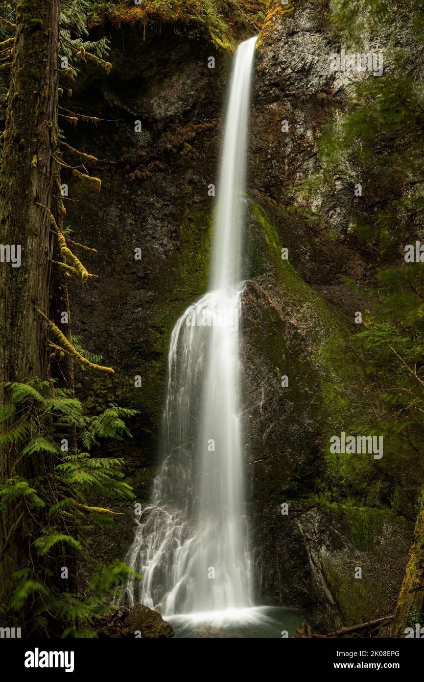 WA21986-00...WASHINGTON - Marymere Falls in der Nähe des Lake Crescent im Olympic National Park. Stockfoto