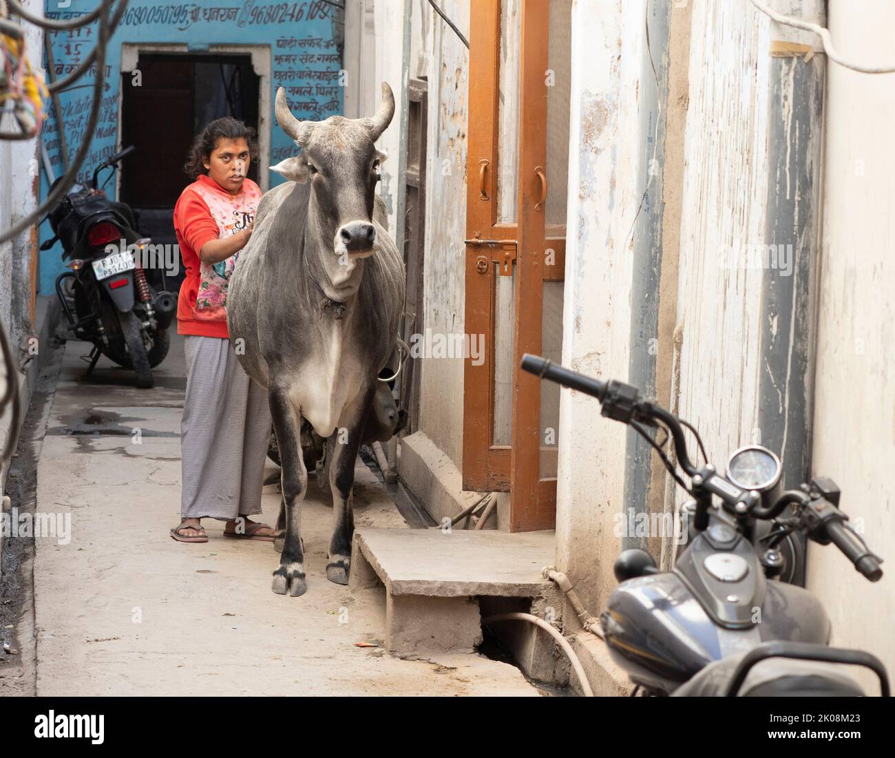Kuh in einer indischen Gasse Stockfoto
