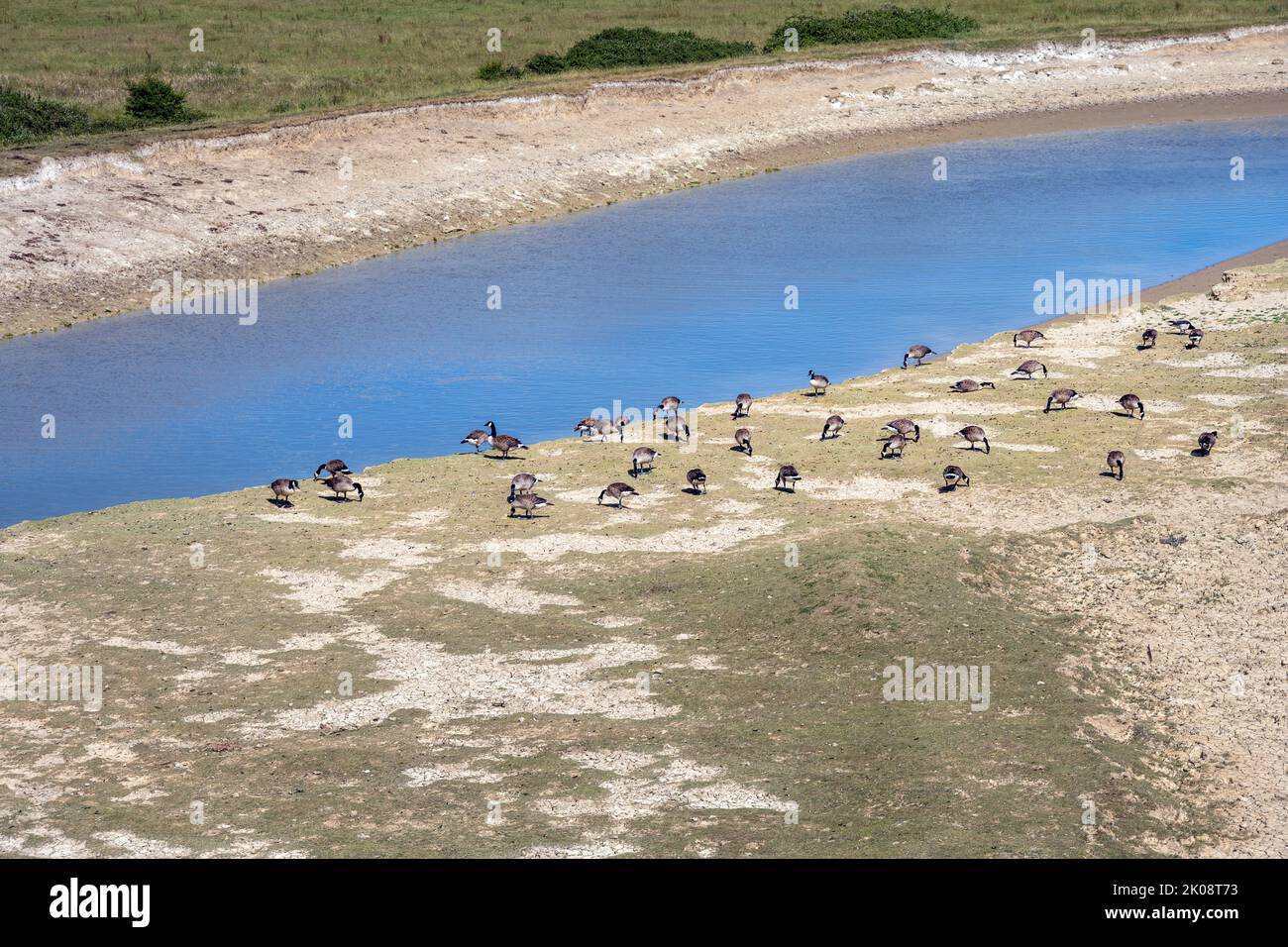 Gänseschwarm am Ufer des Flusses Cuckmere im Sommer, East Sussex, England Stockfoto