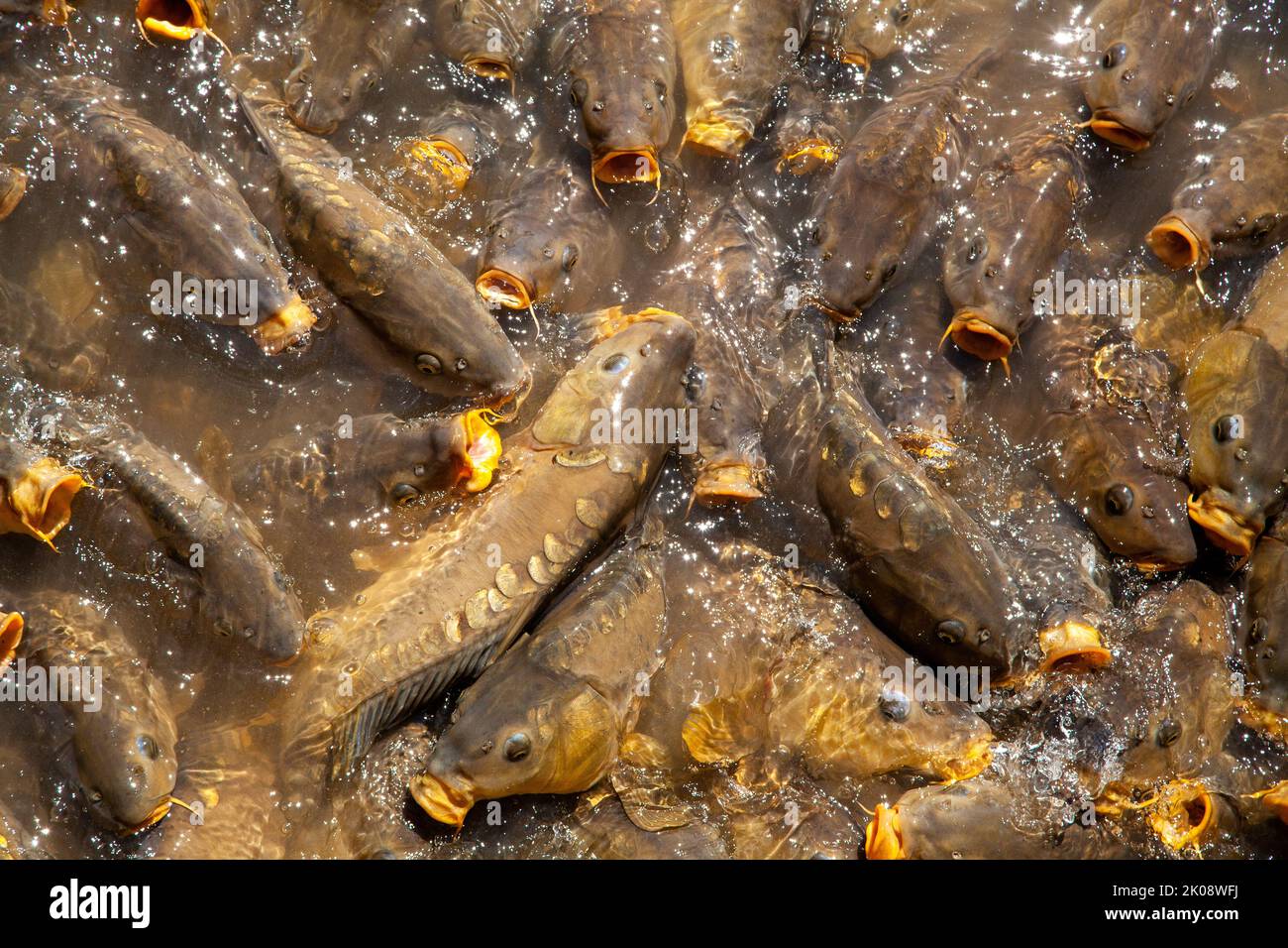 Karpfenfische brechen in einem Fressrausch die Oberfläche eines Sees Stockfoto