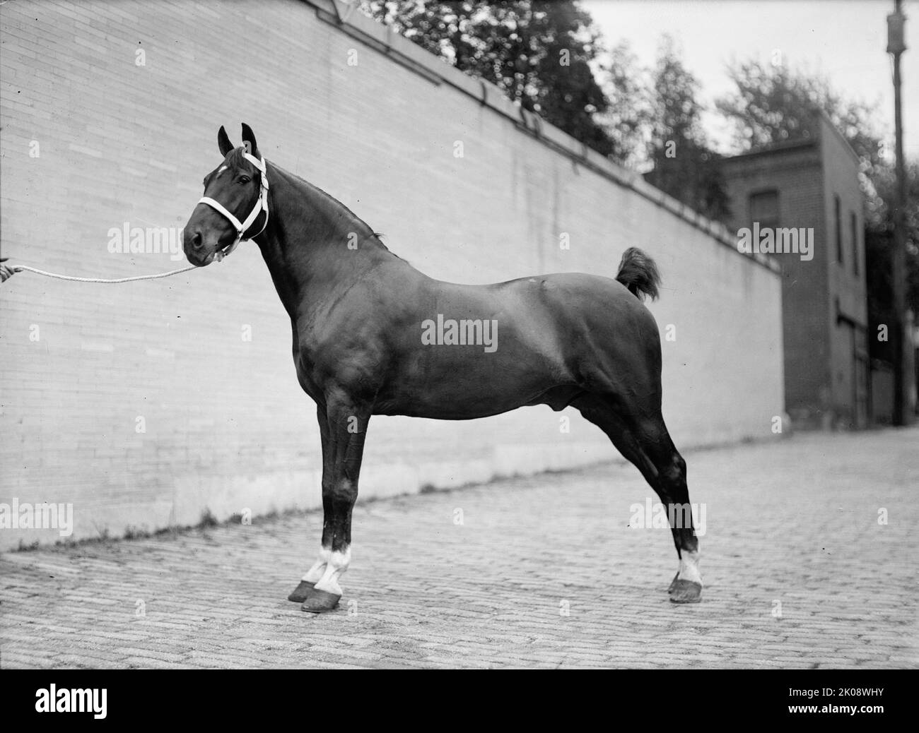 Pferdeshows. Mclean Horses, 1912. Stockfoto