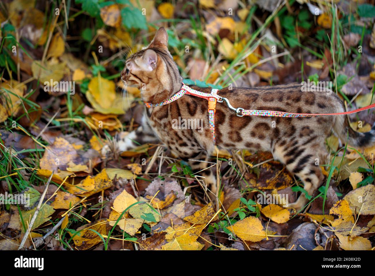 Eine bengalische Katze, die ein Abenteuer im Freien genießt, umgeben von Gras und Blättern. Die lebendige und aktive Katze zeigt ihre natürliche Eleganz und verspielt Stockfoto
