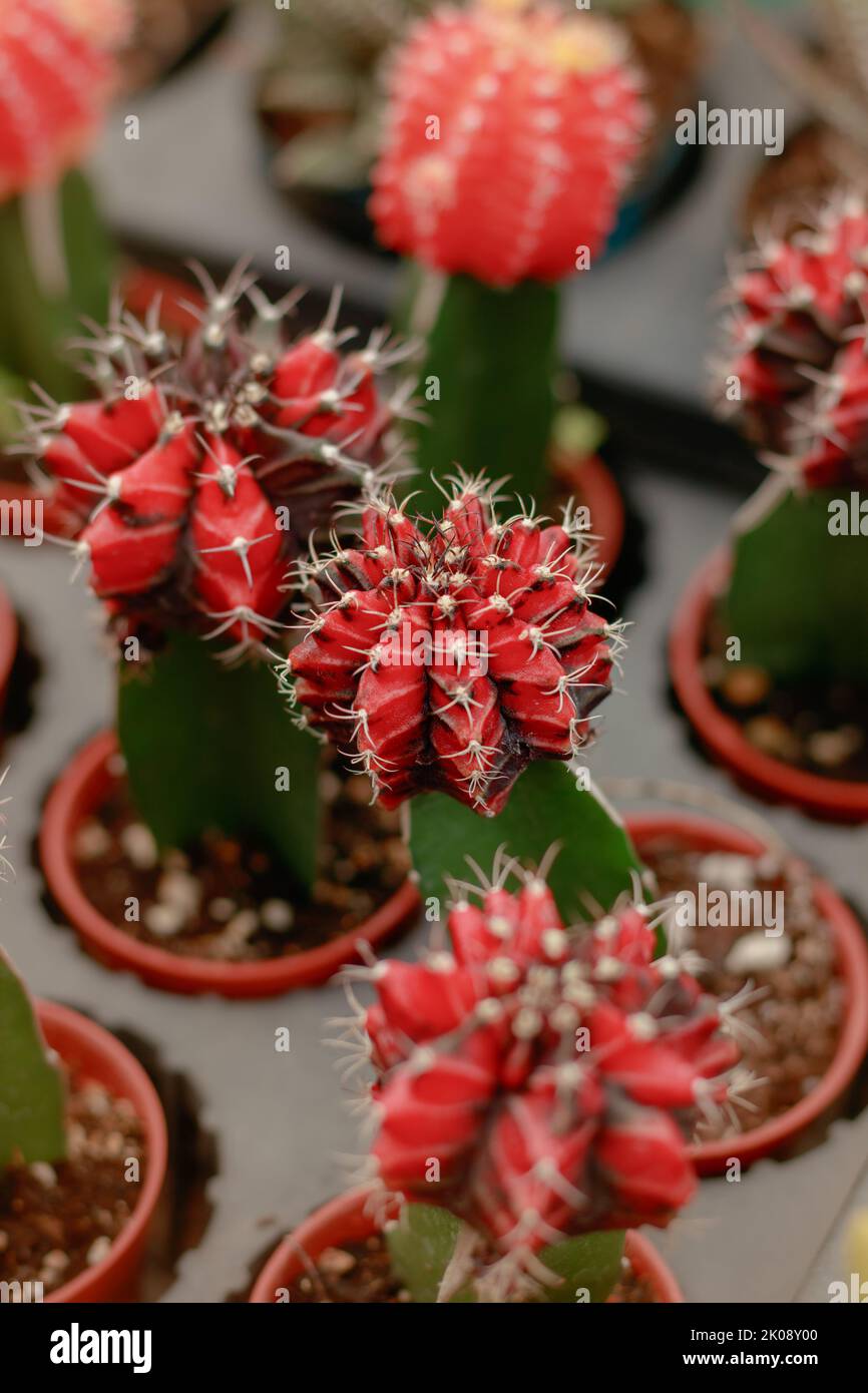 Gymnocalycium mihanovichii oder Mondkaktus, der auf gewöhnlichen Kaktus gepfropft ist, der in einem Pflanzenladen propagiert wird Stockfoto