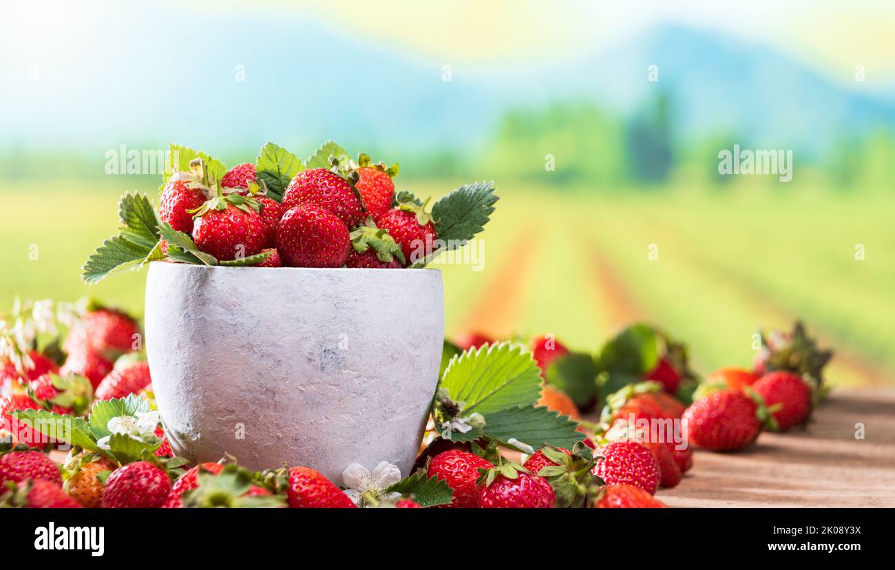 Bild von frischen Erdbeeren auf Holztisch mit Erdbeerfeld im Hintergrund Stockfoto