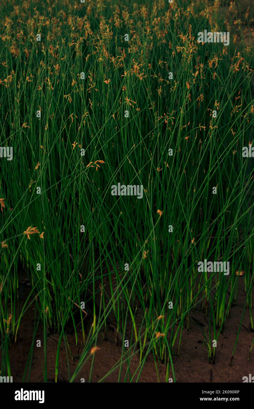 Nahaufnahme von weichem Stielbulrush oder Schoenoplectus tabernaemontani Gras, das im Wind schwankt Stockfoto