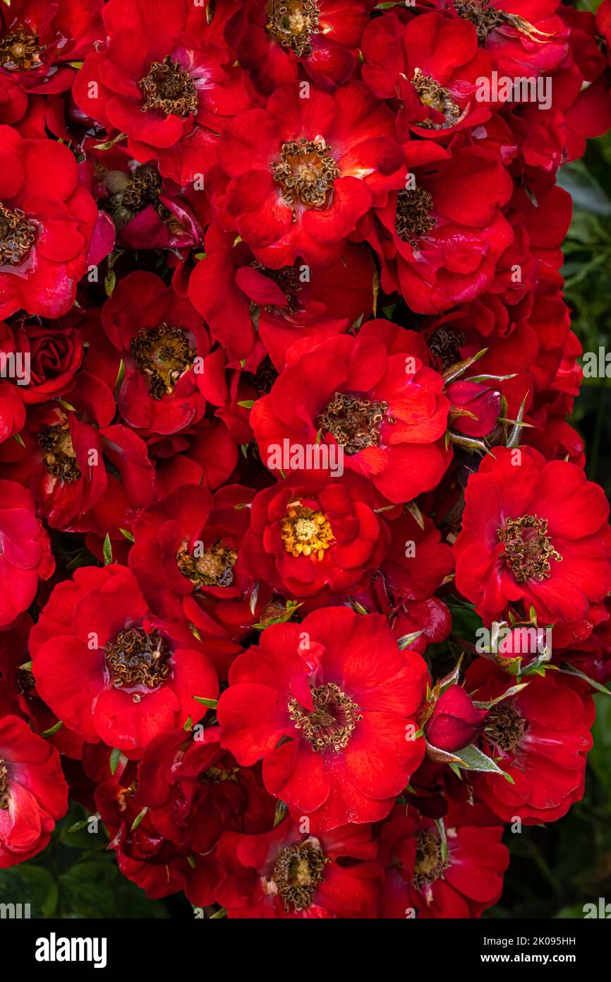 Blumen der ‘Wing Ding’ Polyantha Rose Stockfoto