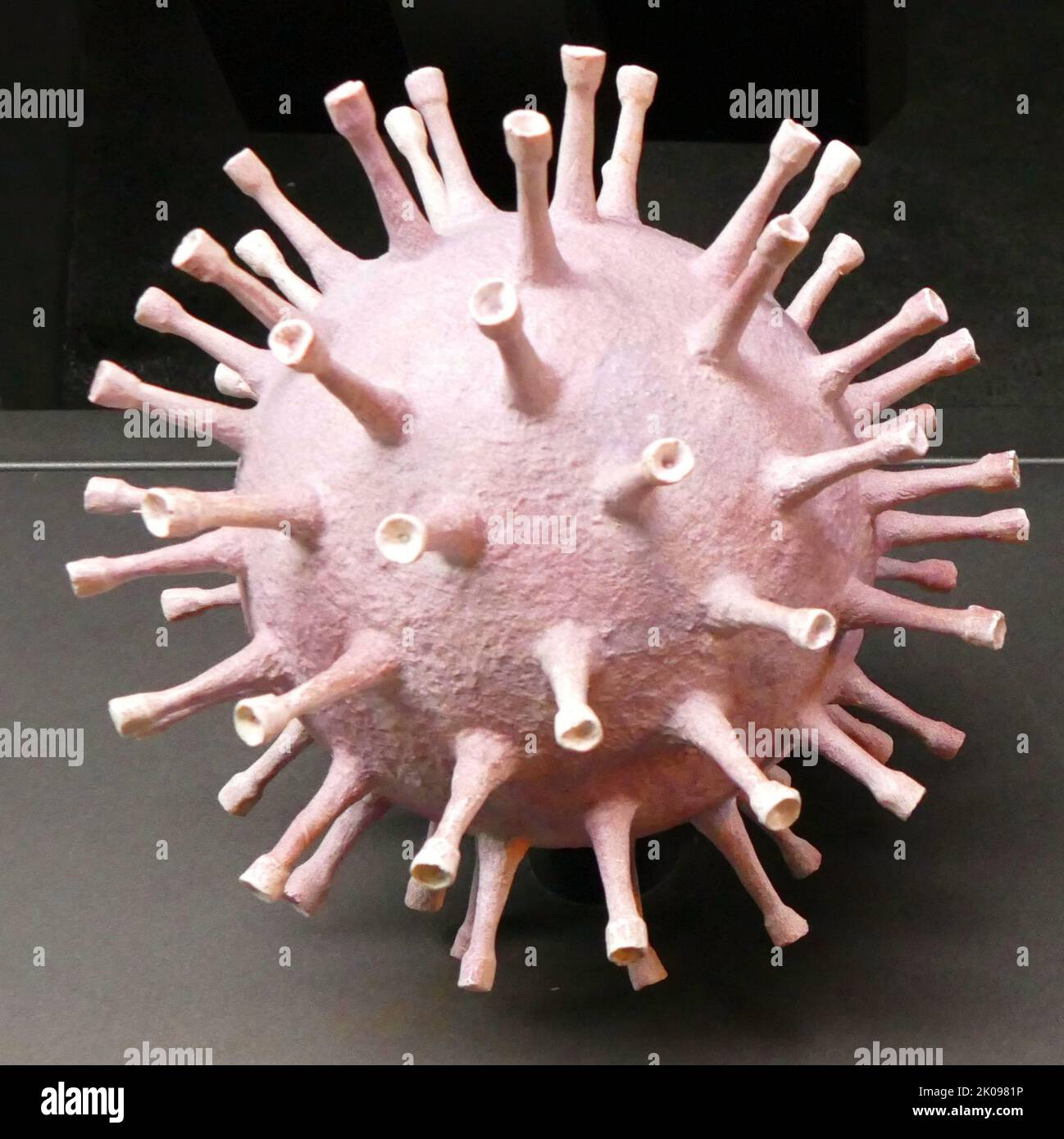 Modell eines Virus. Ein Virus ist ein submikroskopischer Infektionserreger, der sich nur innerhalb der lebenden Zellen eines Organismus repliziert. Viren infizieren alle Lebensformen, von Tieren und Pflanzen bis hin zu Mikroorganismen, einschließlich Bakterien und Archaeen. Stockfoto