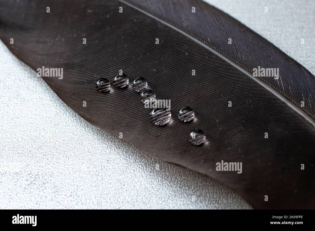 Wassertropfen auf eine schwarze Feder, weicher Fokus aus nächster Nähe Stockfoto