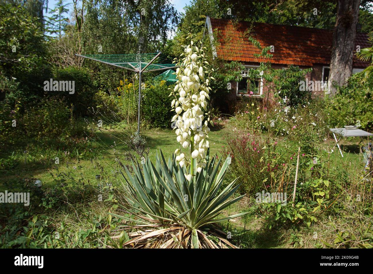 Weiß blühender Yucca gloriosa 'Variegata', ein vielbunter spanischer Dolch in einem holländischen Garten. September, Sommer Stockfoto