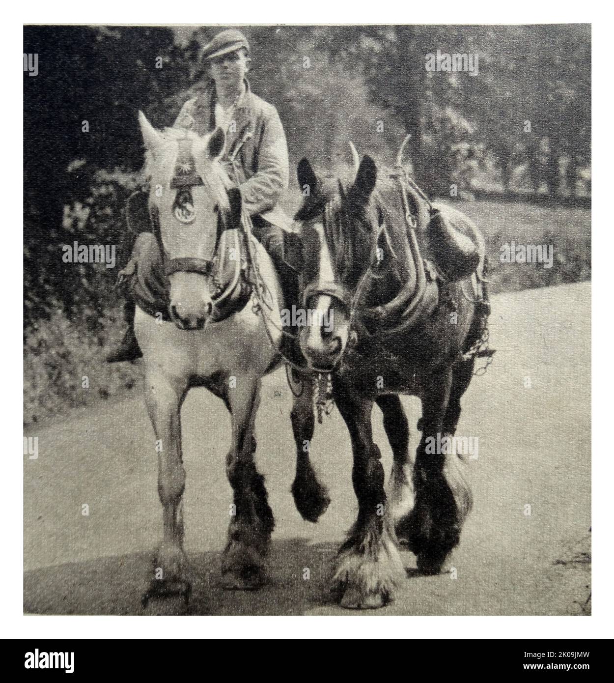 Pferde mit Reiter in Gloucestershire, England, 1938. Stockfoto