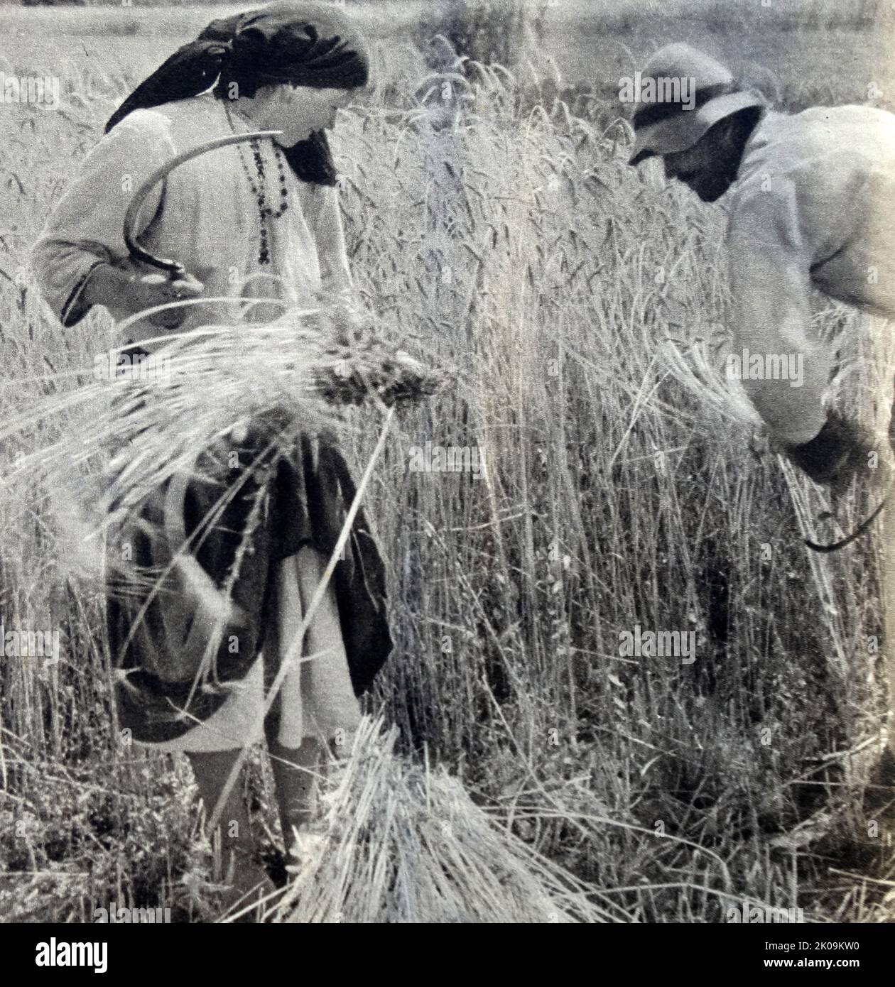 Rumänische Bauern ernten Weizen, während des Zweiten Weltkriegs, 1940. Stockfoto