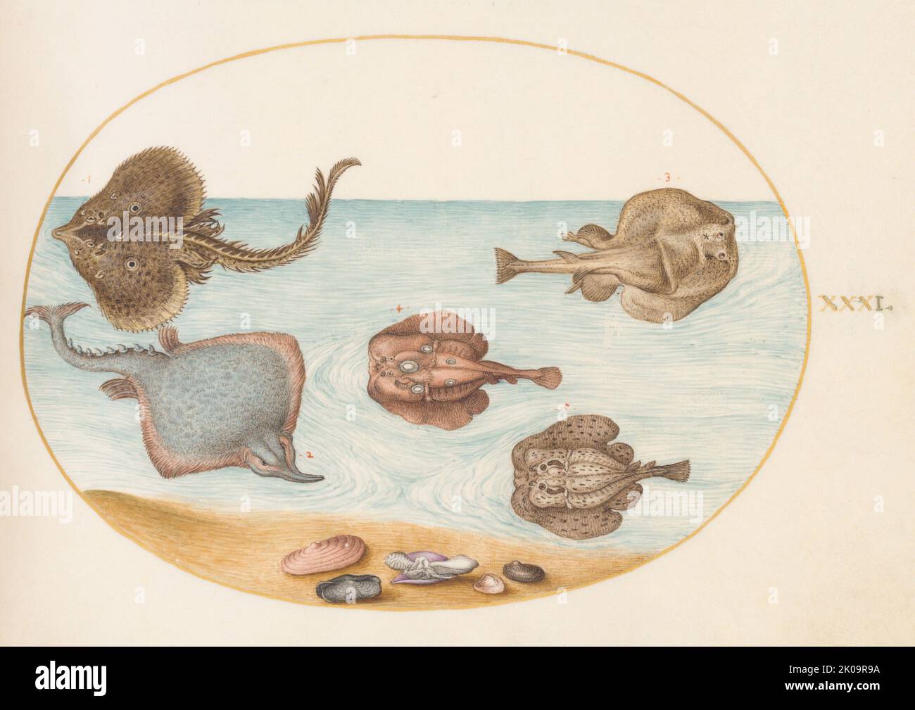 Animalia aquatilia und conchiliata aqua Fotos und Bildmaterial in