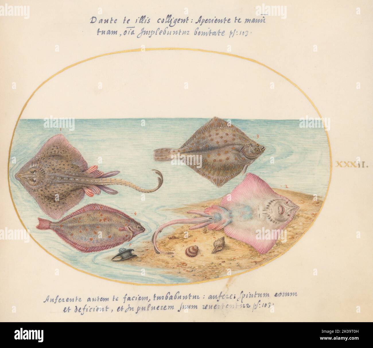 Animalia Aqvatilia et Cochiliata (Aqva): Tafel XXXII, c. 1575/1580. Stockfoto