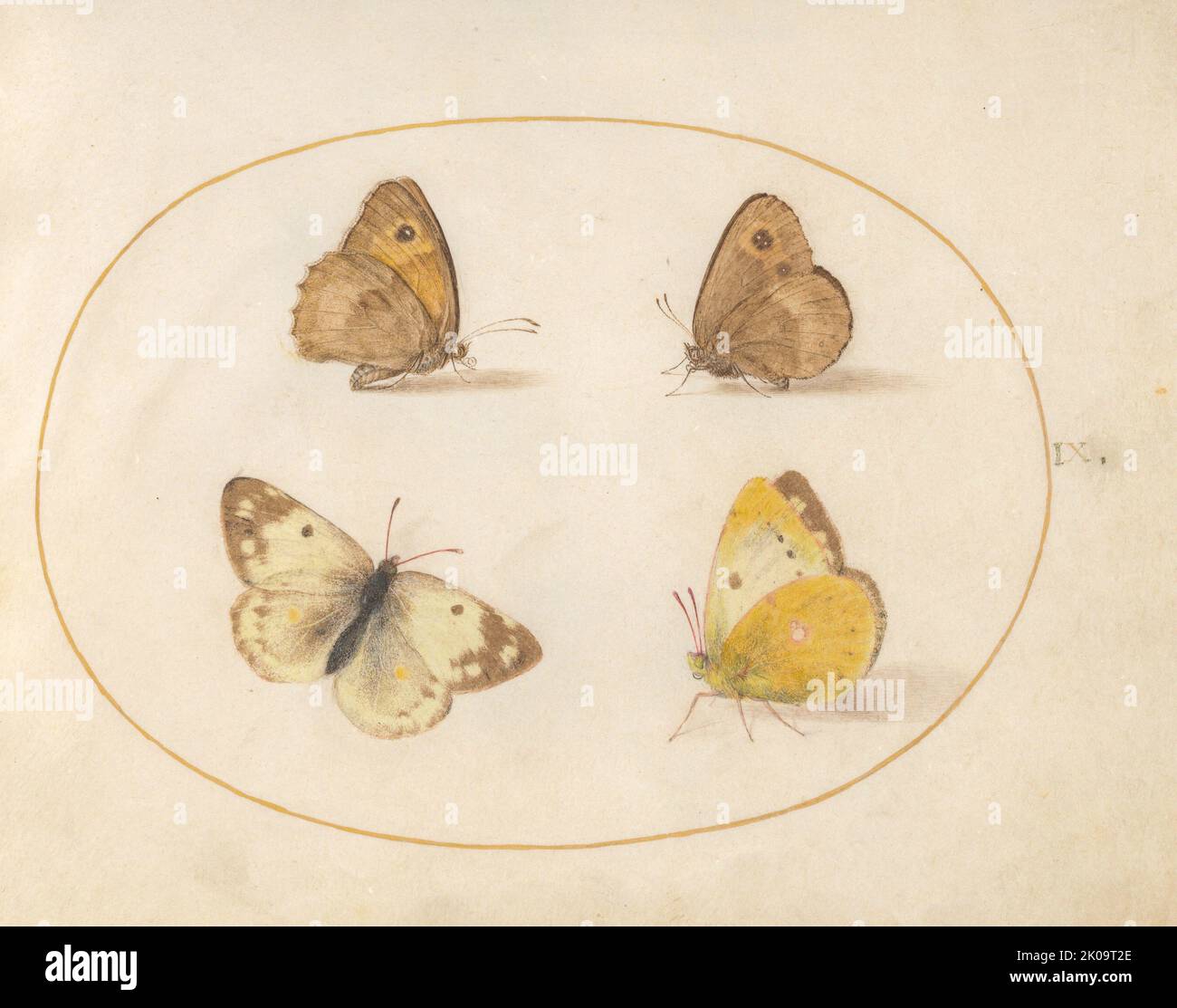 Platte 9: Vier Schmetterlinge, c. 1575/1580. Stockfoto