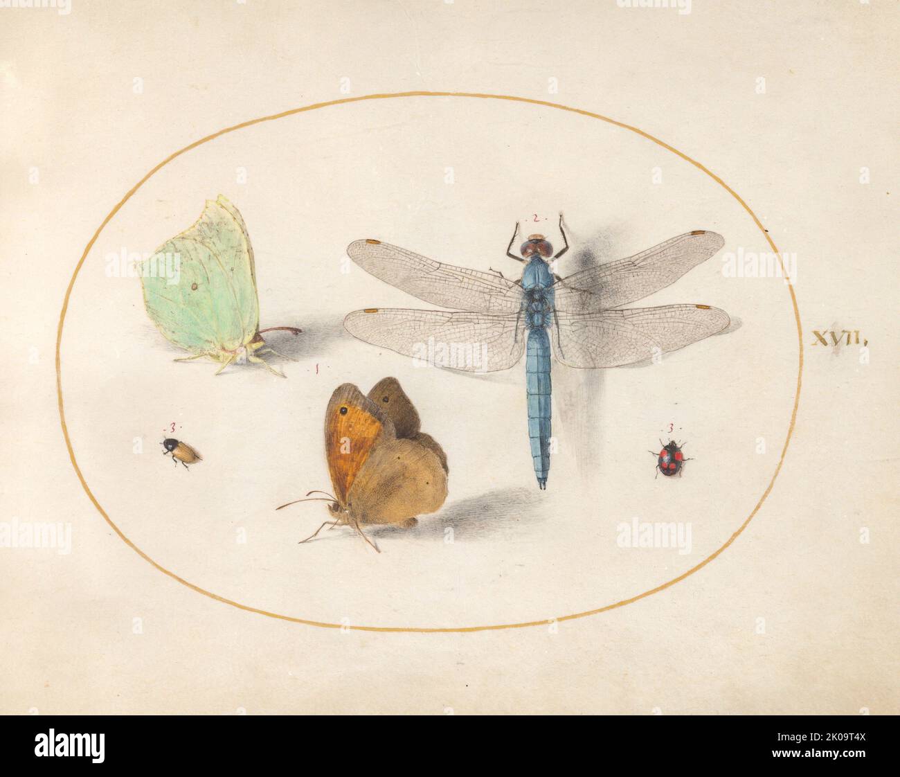 Platte 17: Zwei Schmetterlinge, eine Fliege, und zwei kleine Insekten, c. 1575/1580. Stockfoto