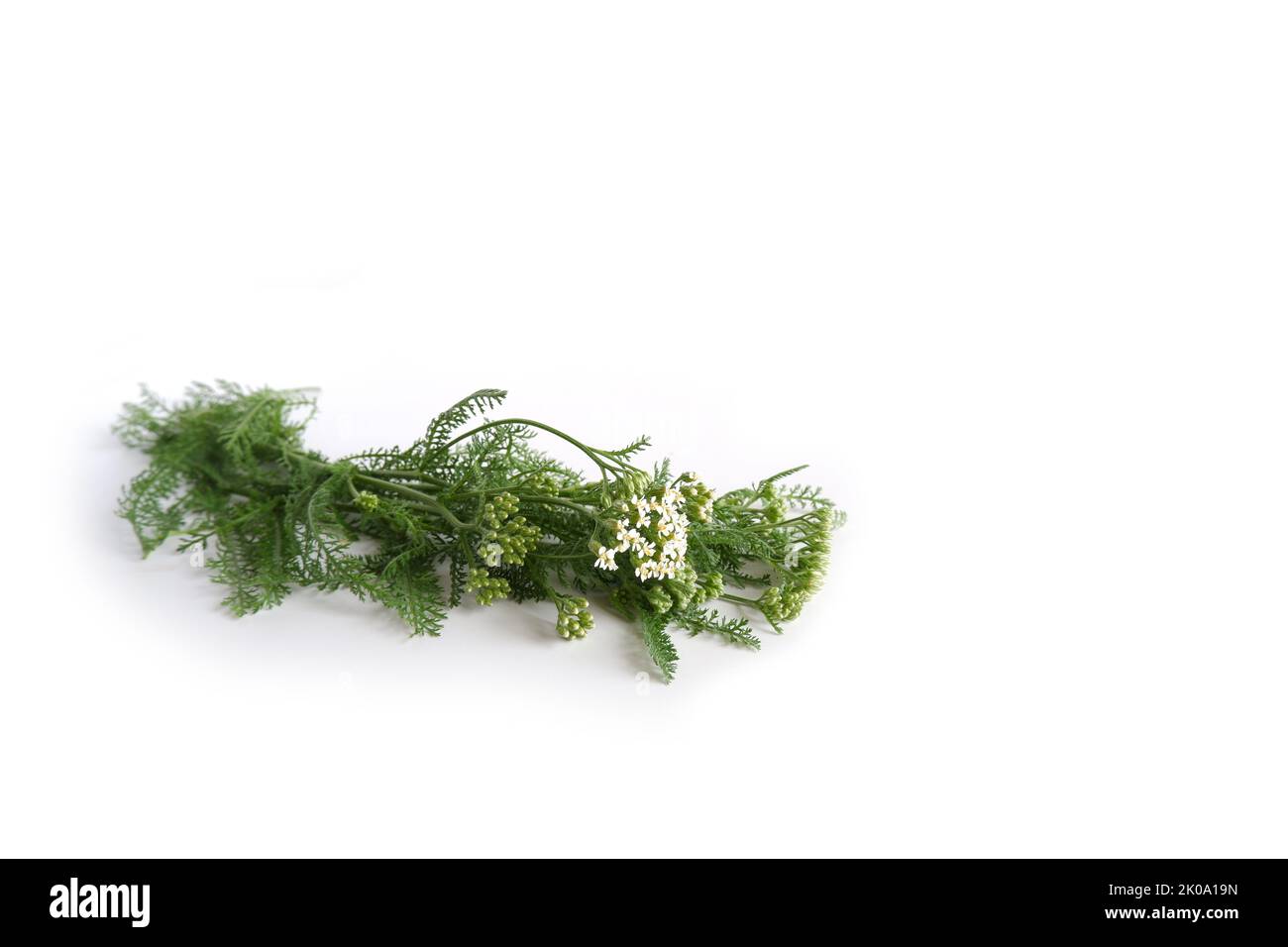 Heilpflanze Schafgarbe mit Blättern, weißen Blüten und Knospen auf weißem Hintergrund. Stockfoto