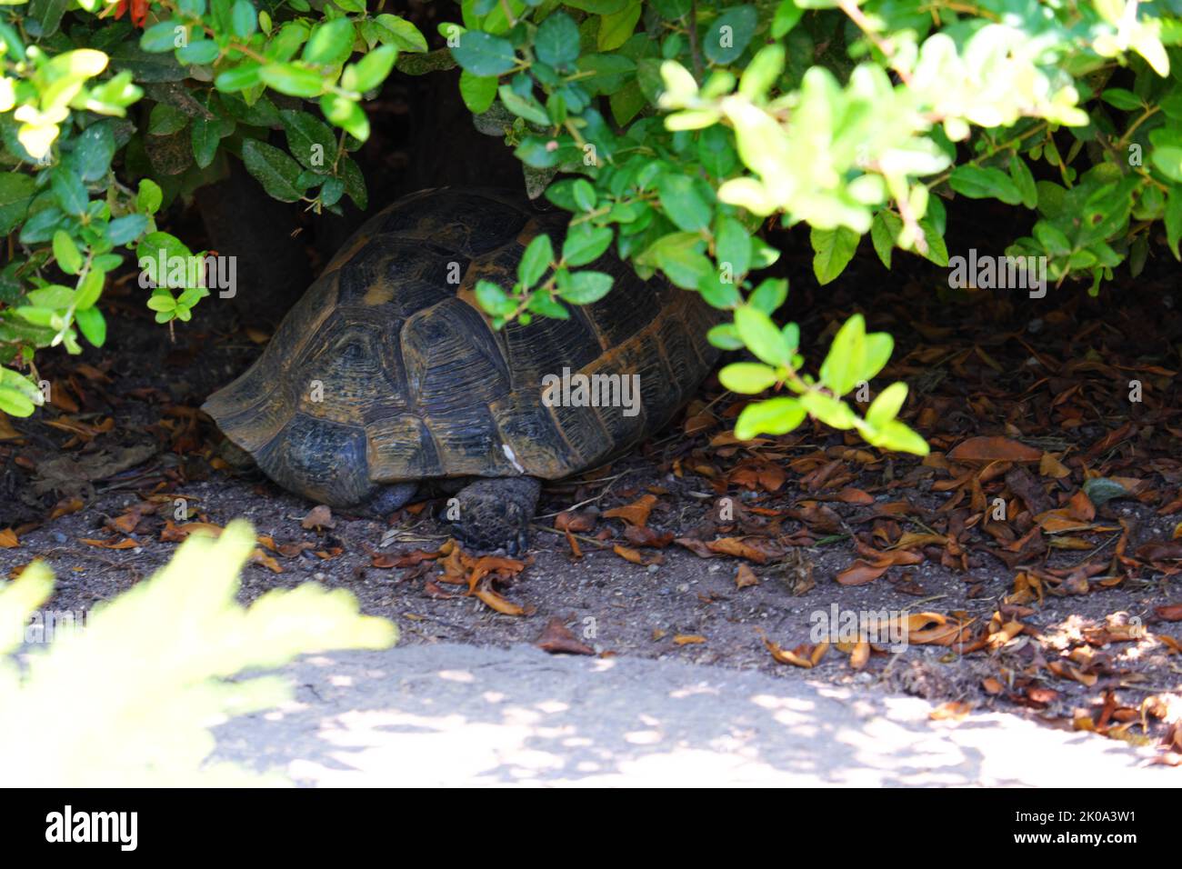 Europäische Landschildkröte versteckt sich an einem sonnigen Tag im Schatten eines Baumes Stockfoto