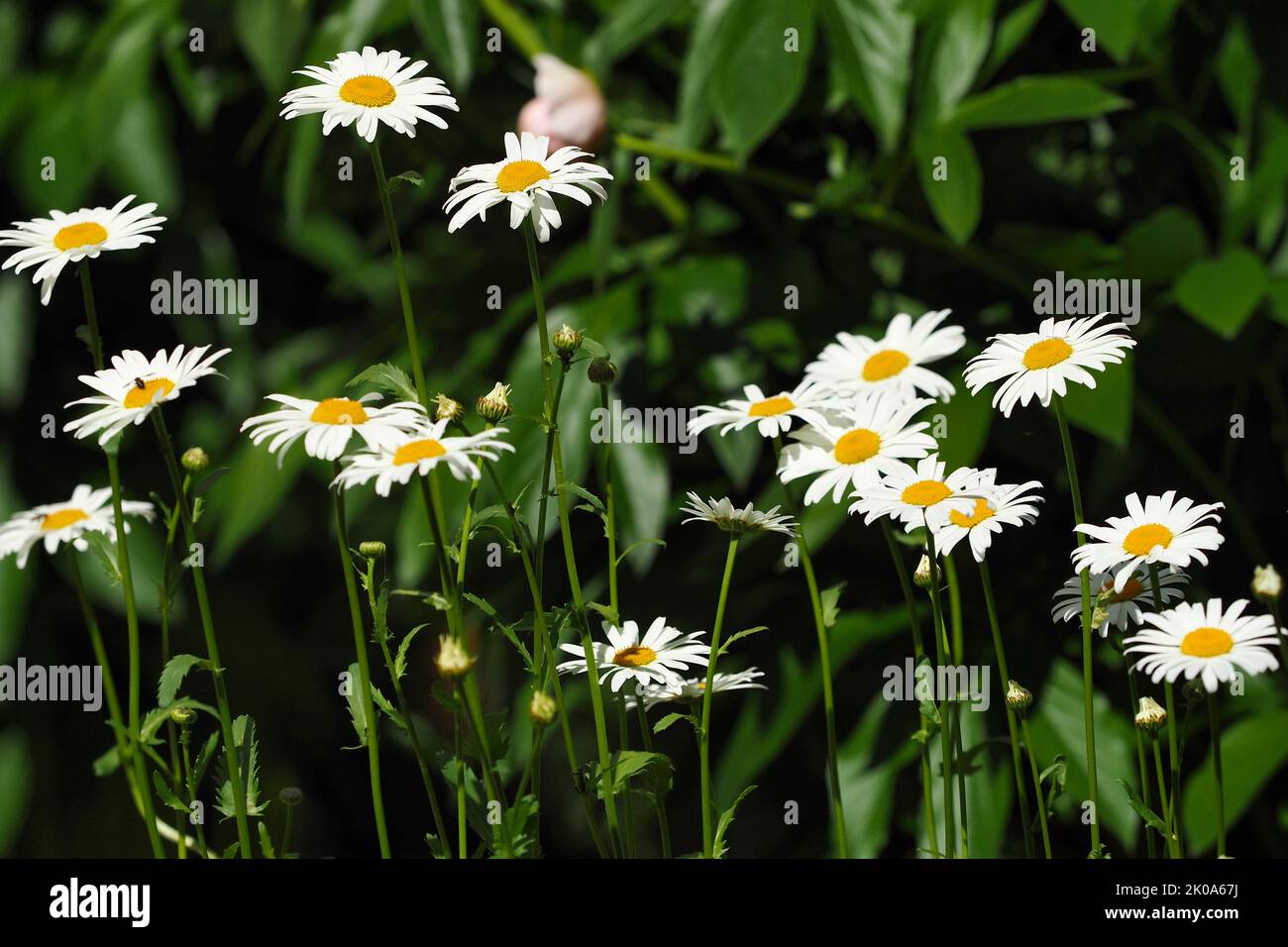 Kamillenblüten auf grünem Hintergrund. Stockfoto