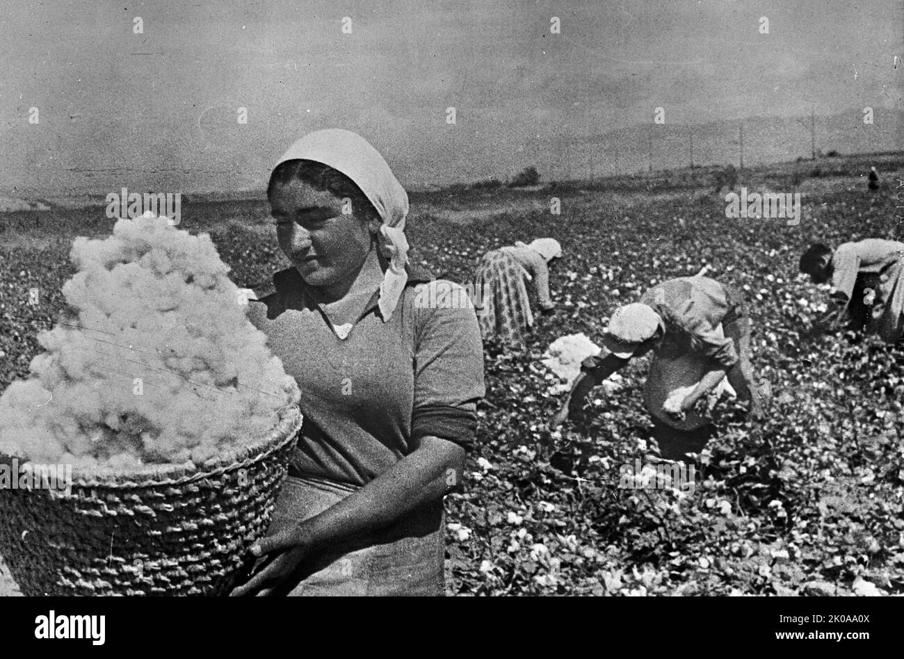 Baumwollpflücken in Armenien, UdSSR (Union der Sozialistischen Sowjetrepubliken). Schwarzweiß-Foto Stockfoto